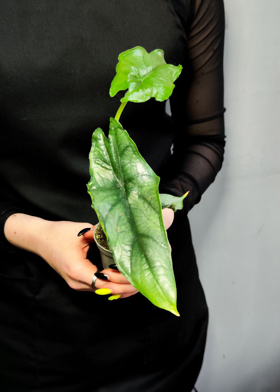 Алоказия Хетерофилла Дыхание Дракона (Alocasia Heterophylla Dragon’s Breath) D6см