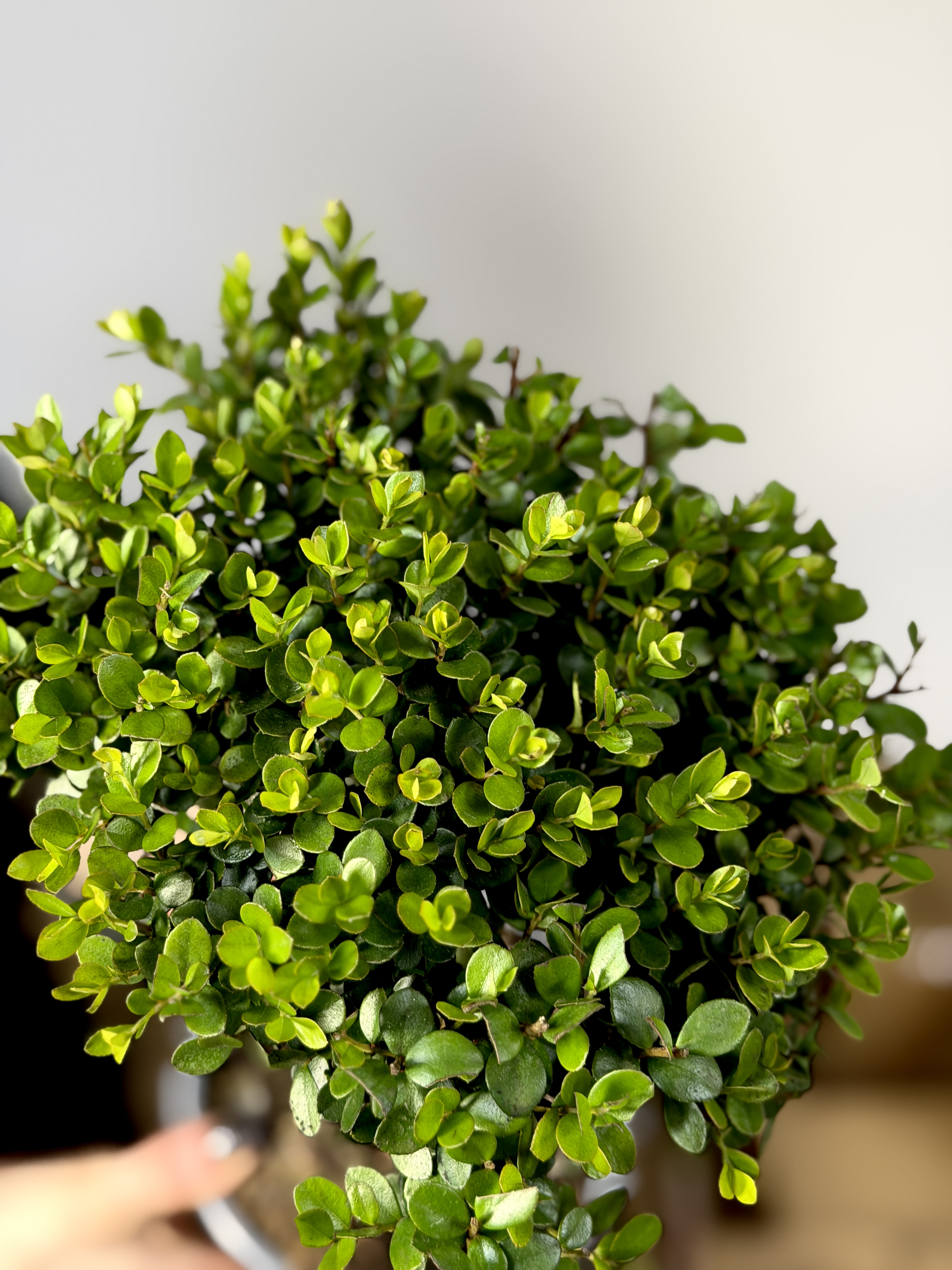 Мирсина Африканская (Myrsine Africana) D14см