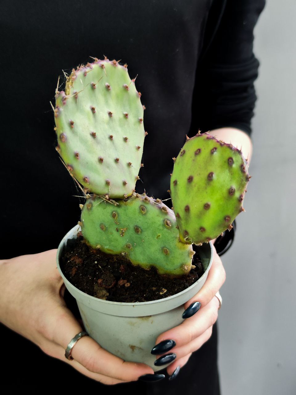 Пурпурная Опунция Макроцентра (Opuntia Macrocentra) D10см