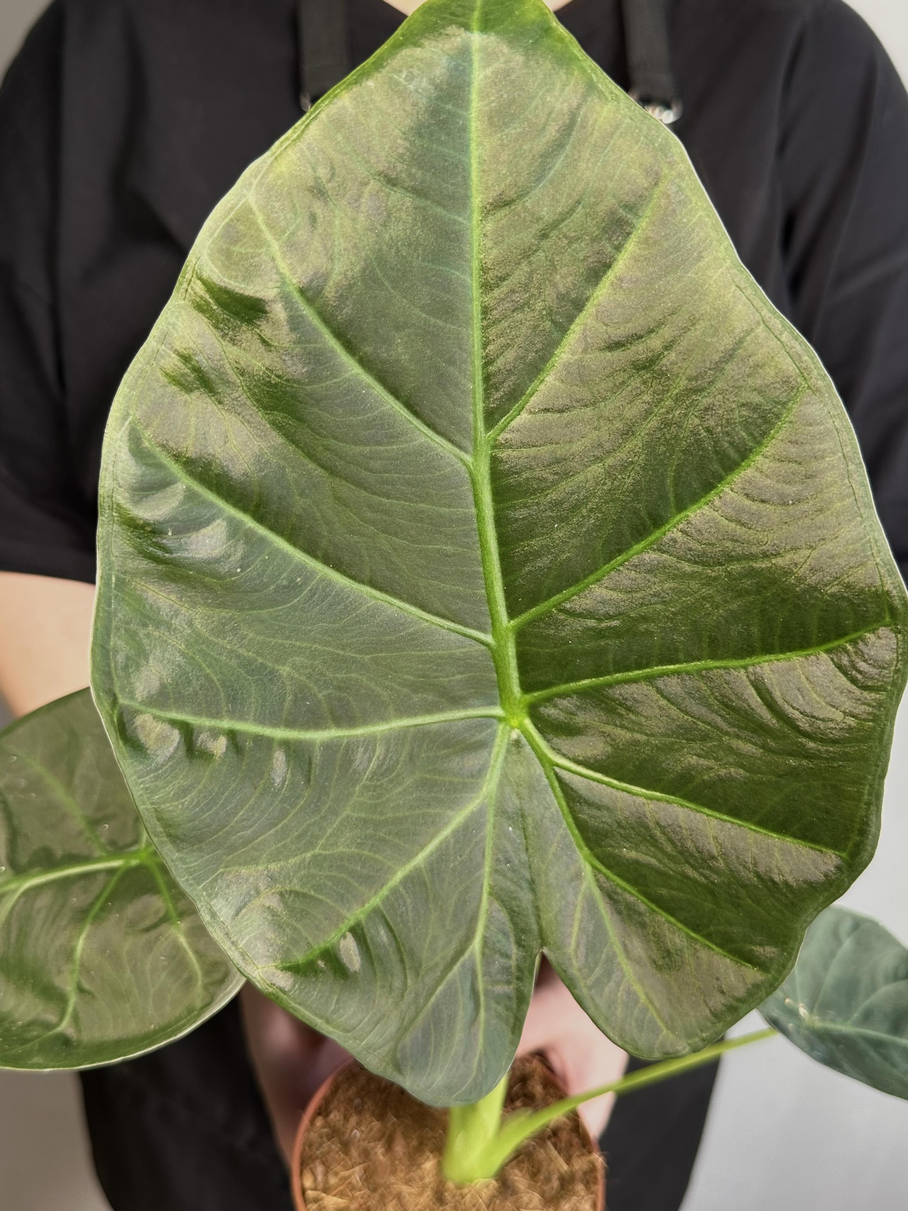 Алоказия Регал Шилдс (Alocasia ‘Regal Shields) D12см