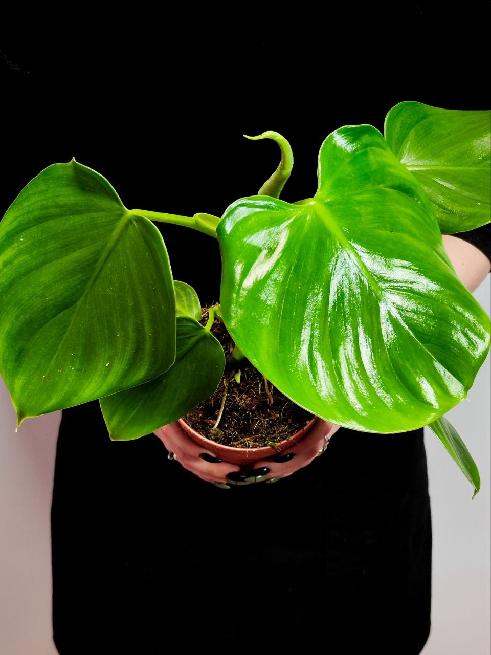 Филодендрон Питтьери (Philodendron Pittieri) D12см