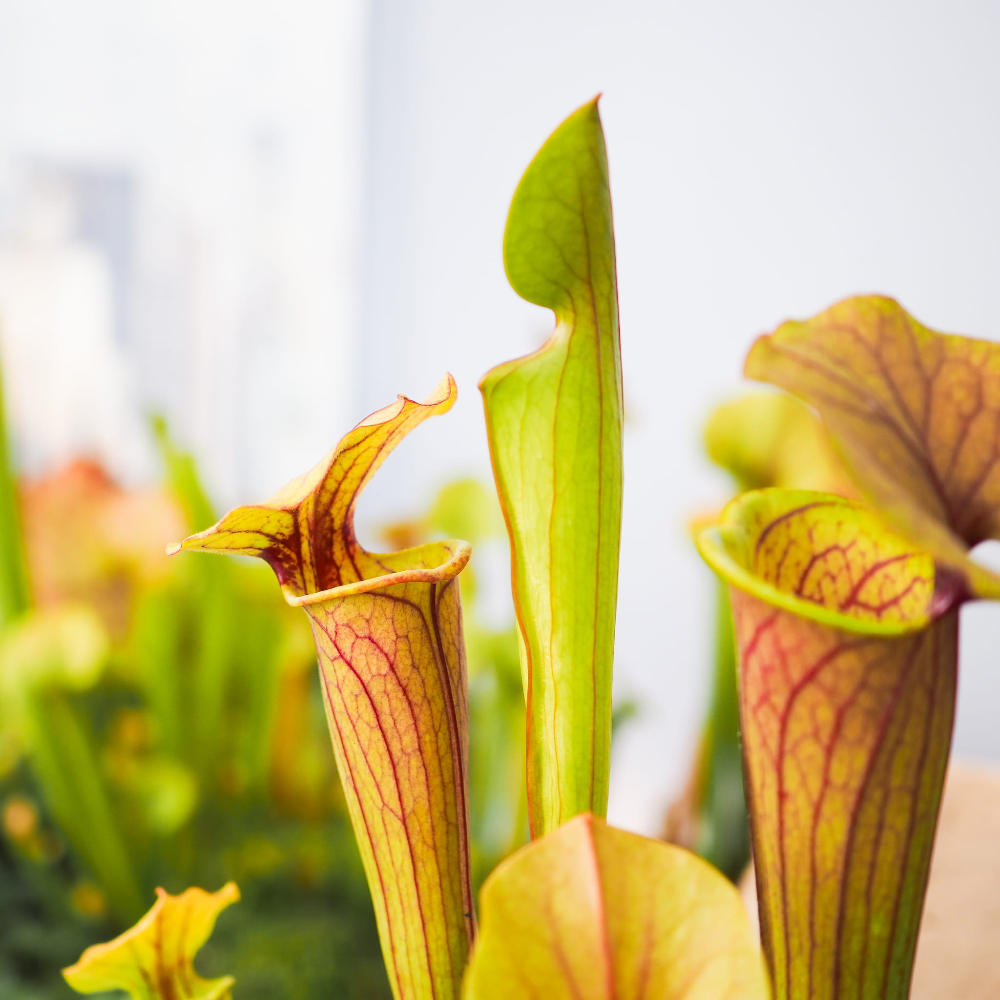 Саррацения Тиго (Sarracenia Tygo) D9см