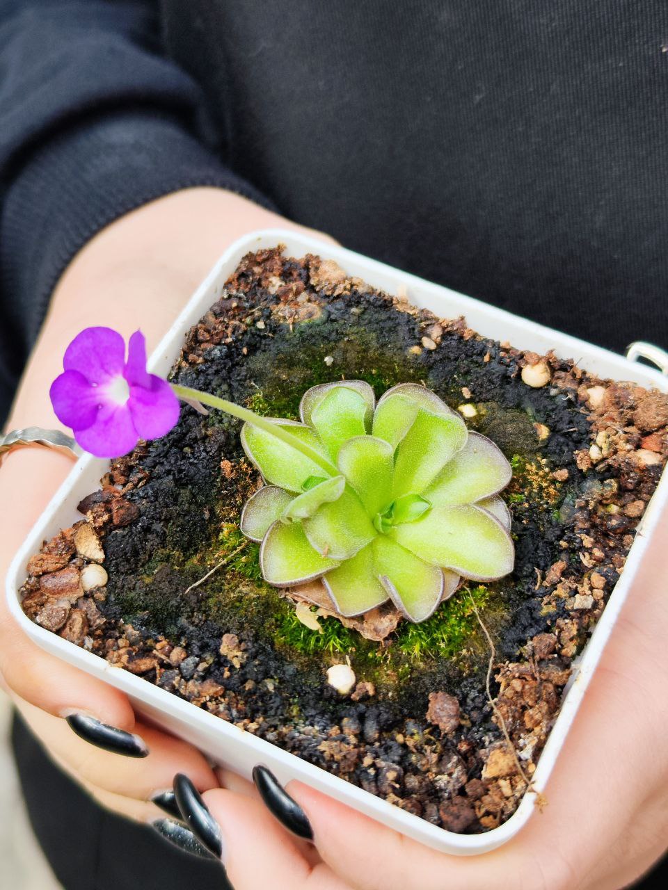 Жирянка Циклосекта (Pinguicula Cyclosecta) D5см