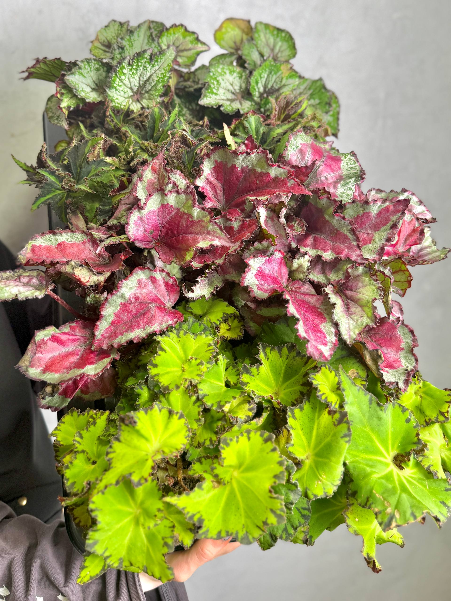 Бегония Борщевиколистная Нигриканс (Begonia Heracleifolia var. Nigricans) D12см