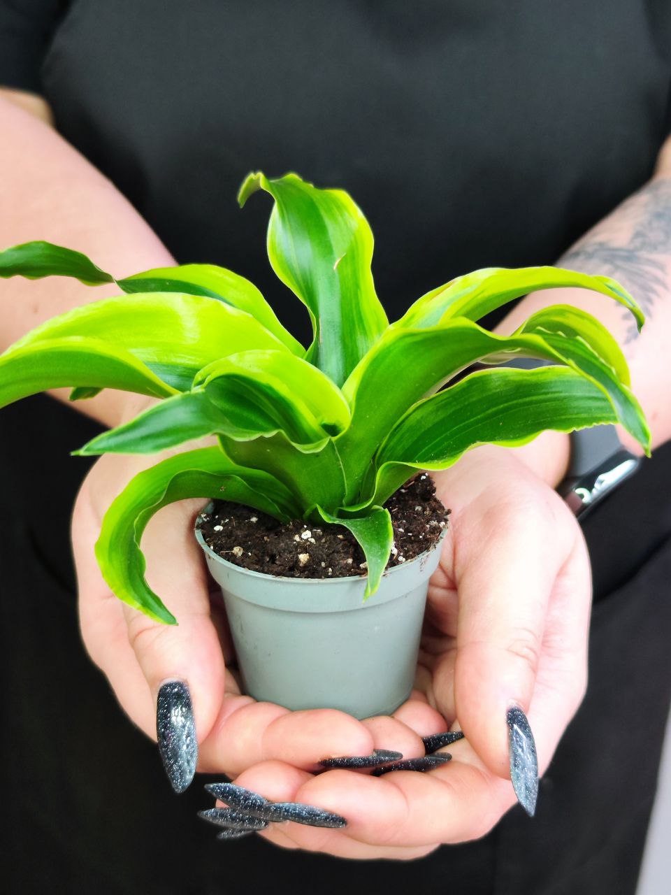 Драцена Драгонтри Твист (Dracaena Dragontree Twist) D6см