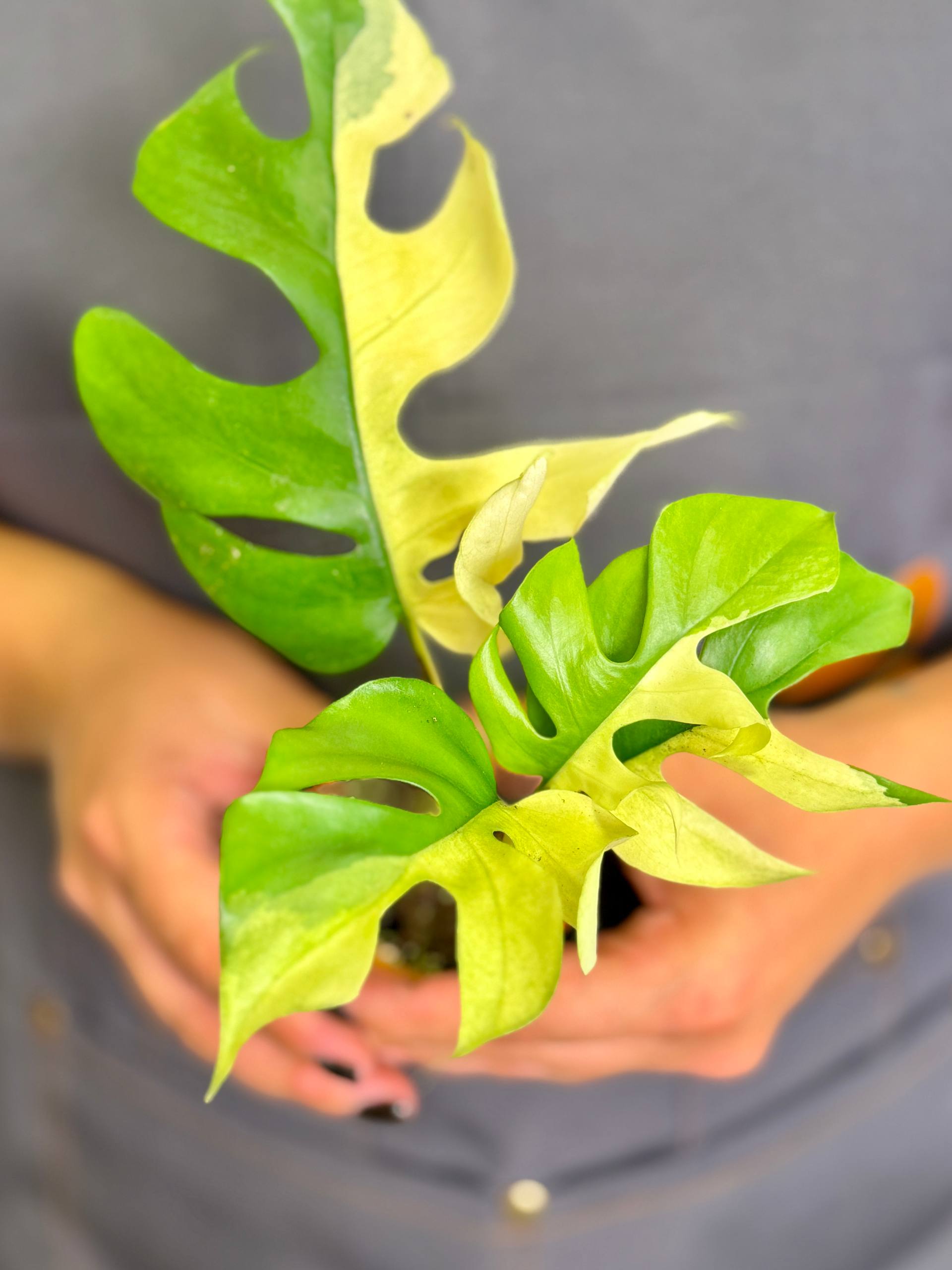 Монстера Минима Вариегатная (Monstera Minima Variegata) D6см