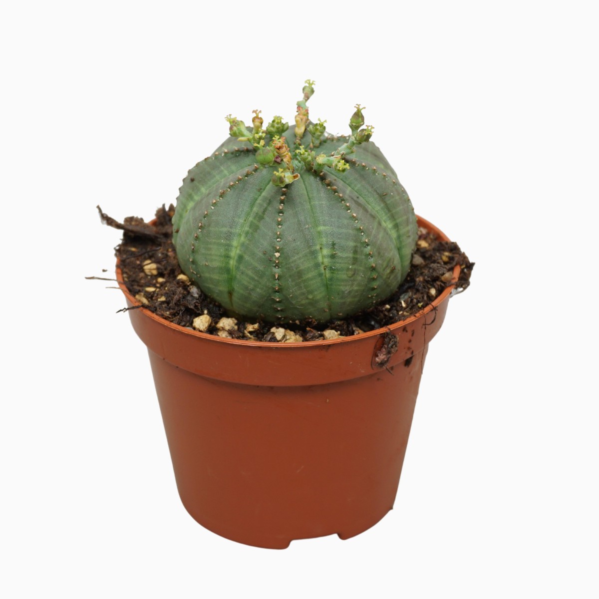 Молочай Тучный (Euphorbia Obesa) D8,5см