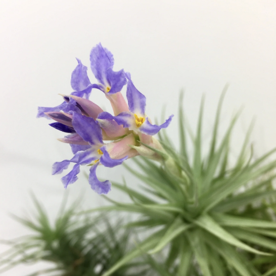 Тилландсия Бергери (Tillandsia Bergeri)