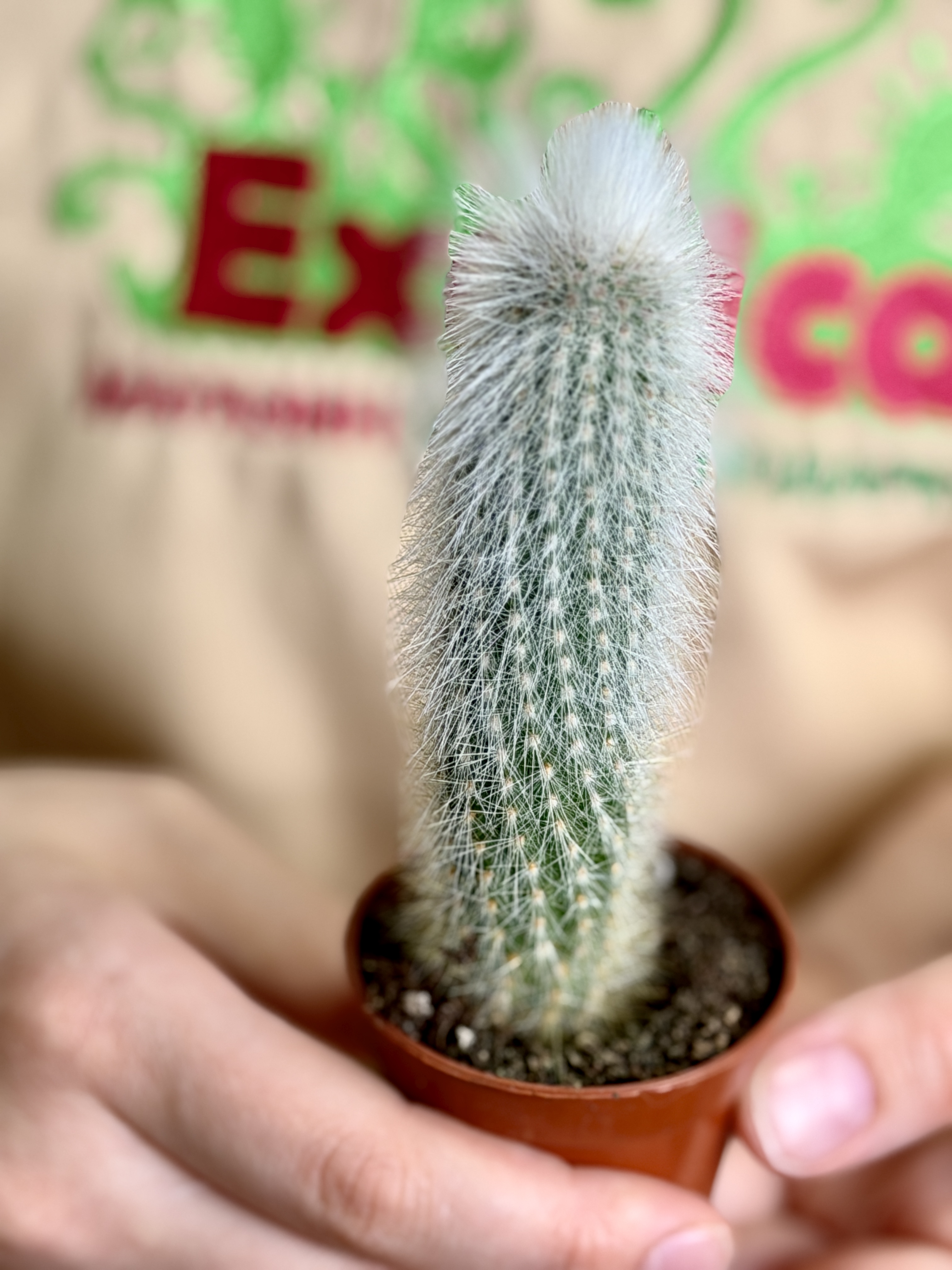 Кактус Клейстокактус Штрауса Одиночный (Cleistocactus Strausii) D5см