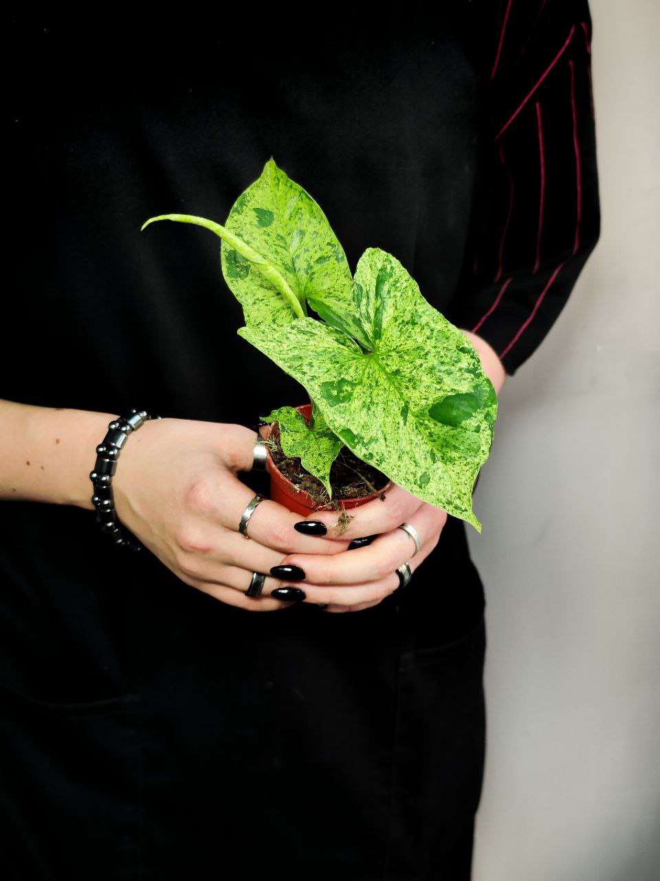 Сингониум Моттлед Мохито (Syngonium Mottled Mojito) D6см