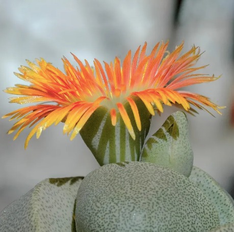 Плейоспилос Нелли Грин (Pleiospilos Nelii Green) D5см