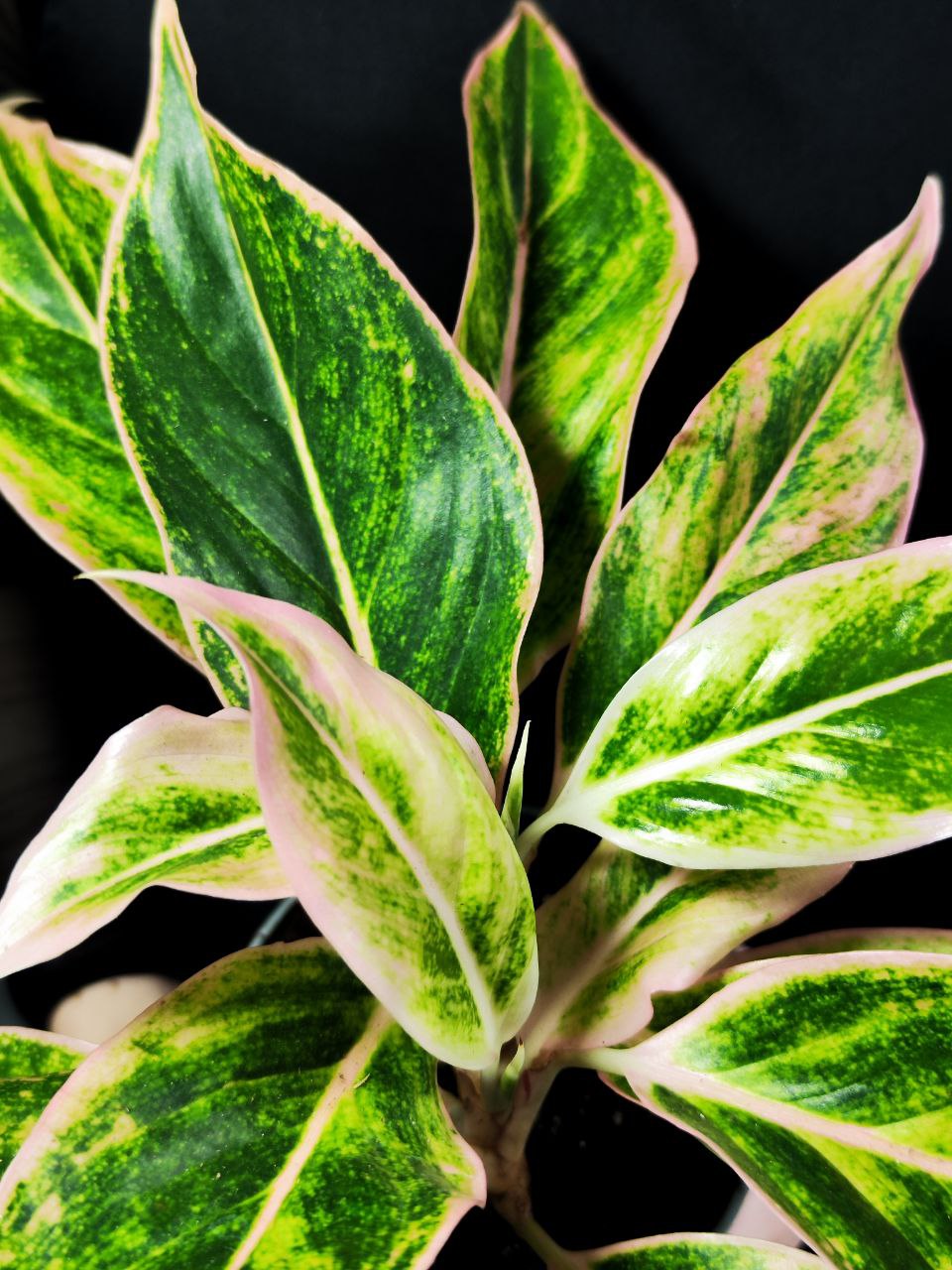 Аглаонема Пинк Аврора (Aglaonema Pink Aurora) D12см