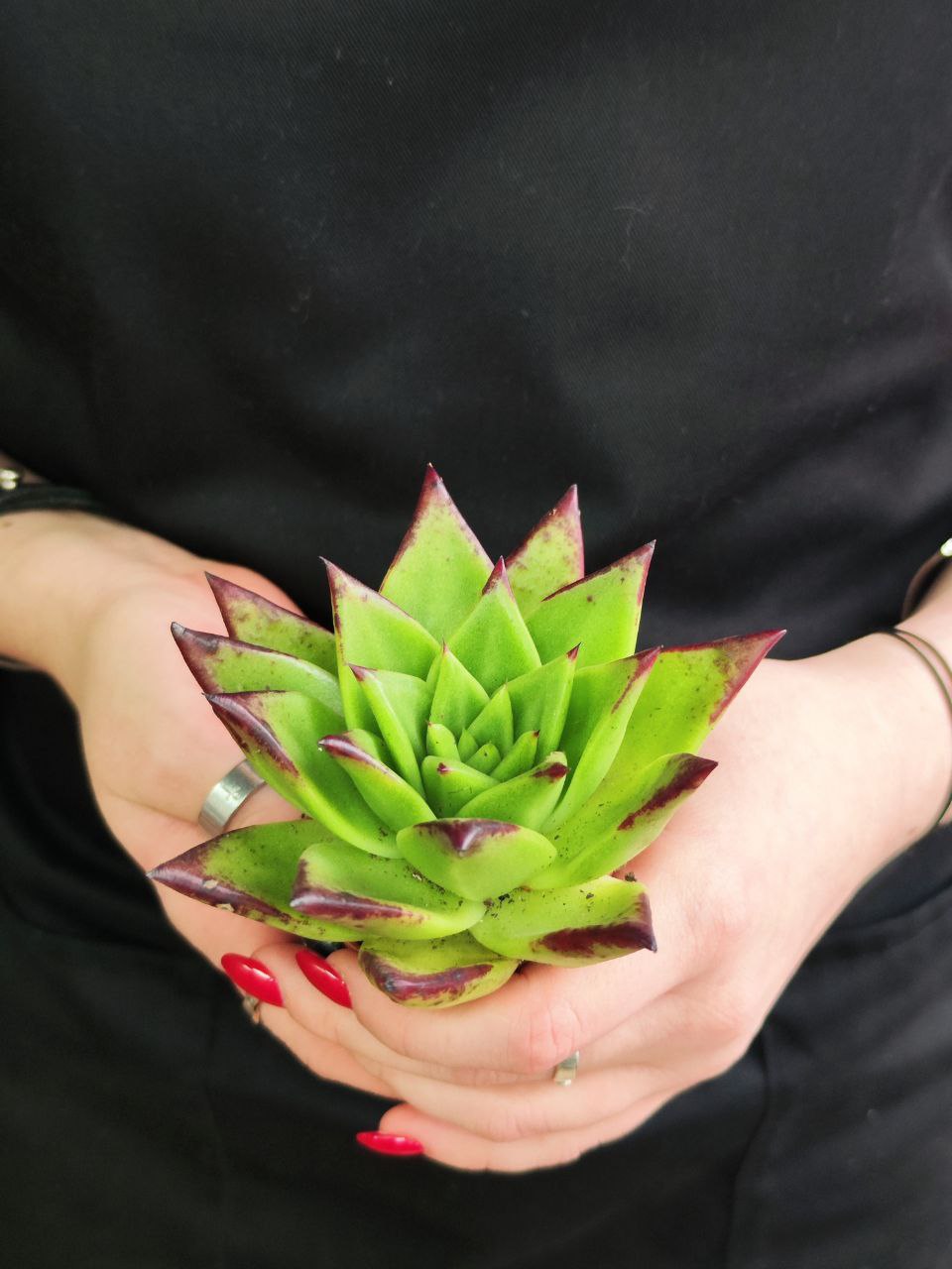 Эхеверия «Агавовидес Эбони Грин» (Echeveria Agavoides Ebony Green) D5см