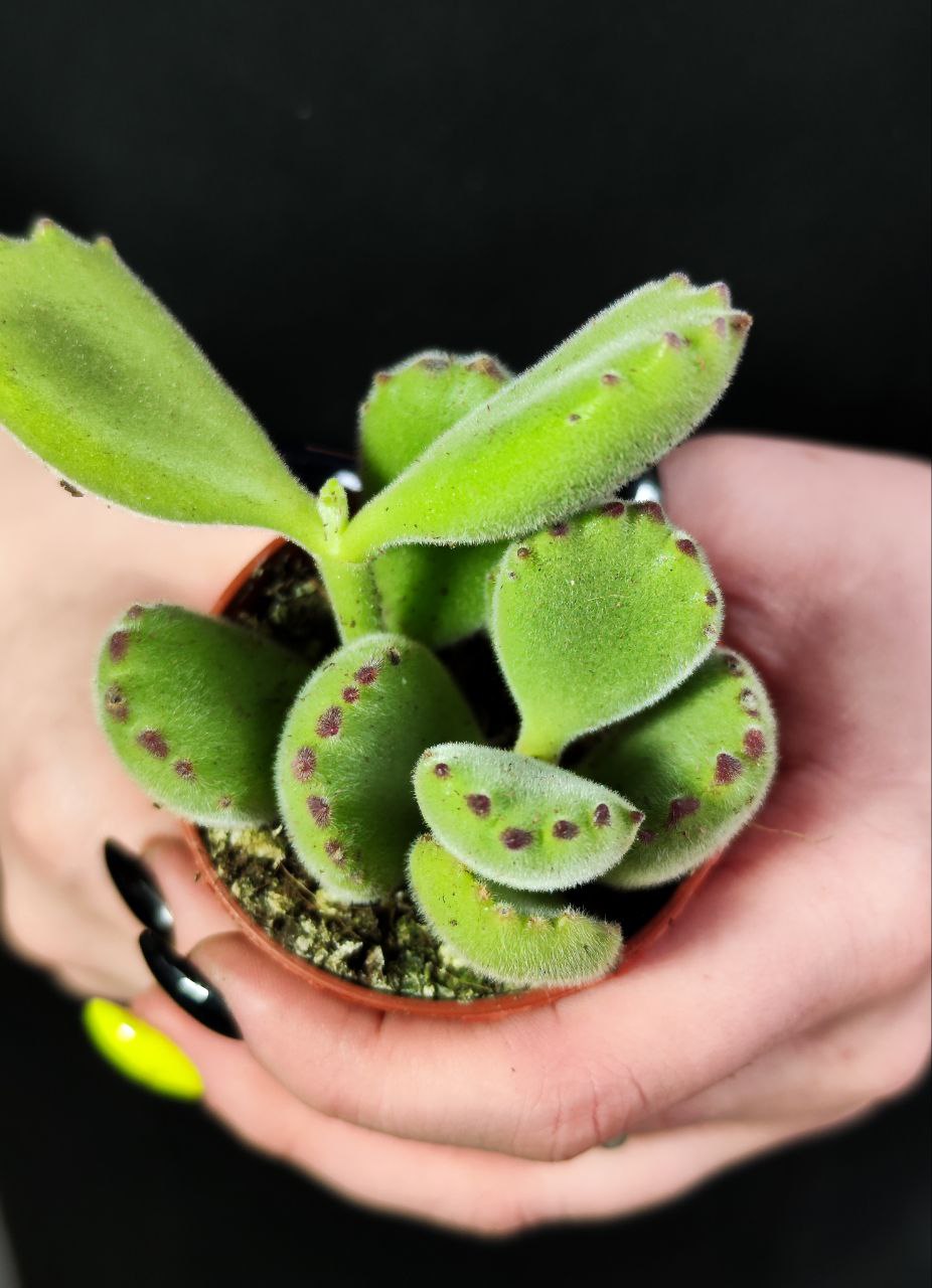 Котиледон Войлочный, или  Медвежьи Лапки (Cotyledon Tomentosa) D5см