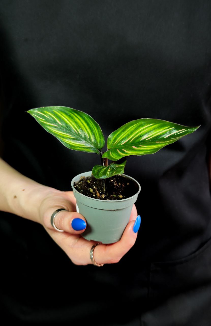 Калатея Бьюти Стар (Calathea Beauty Star) 6см