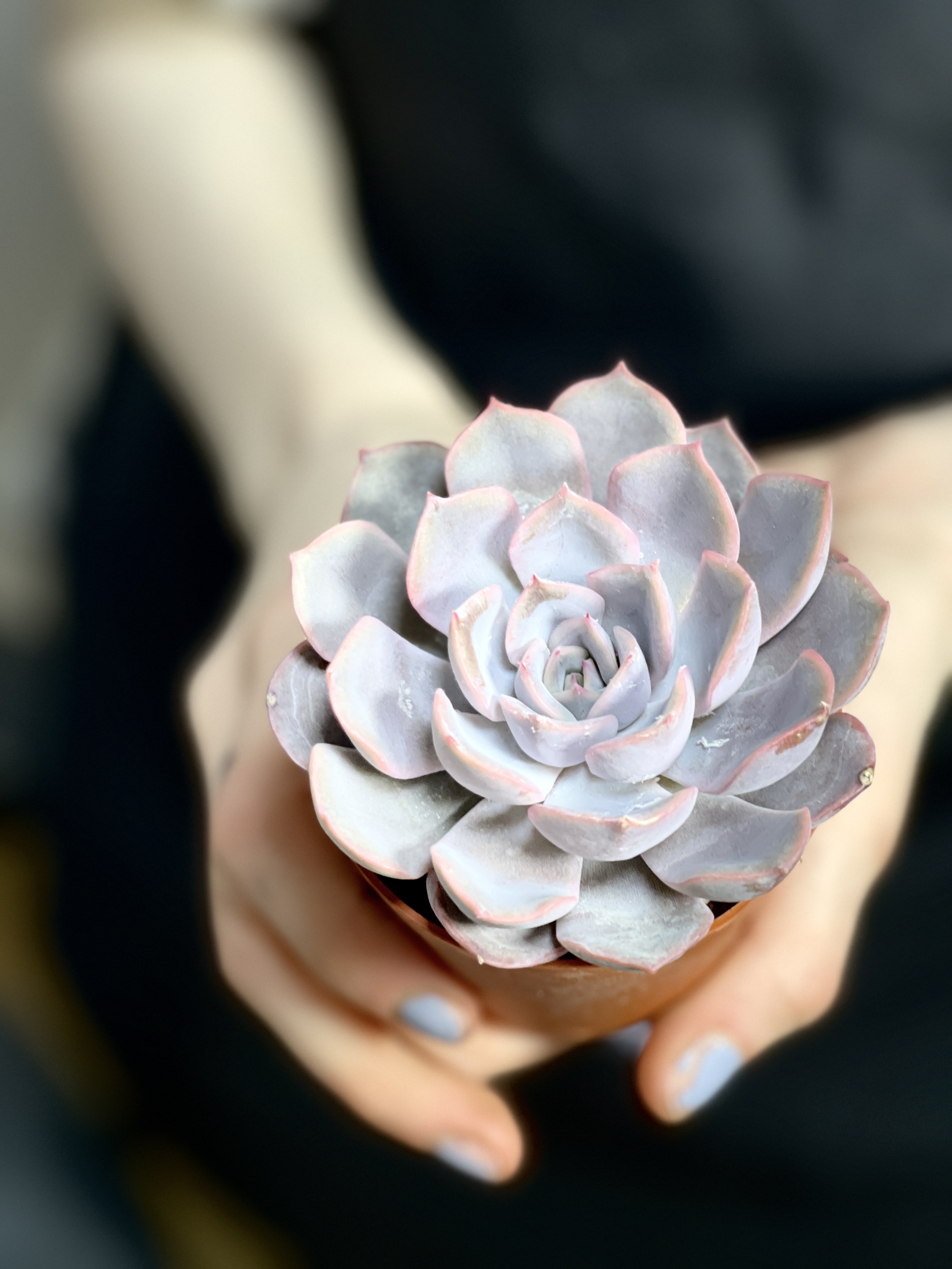 Эхеверия Апус (Echeveria Apus) D5см