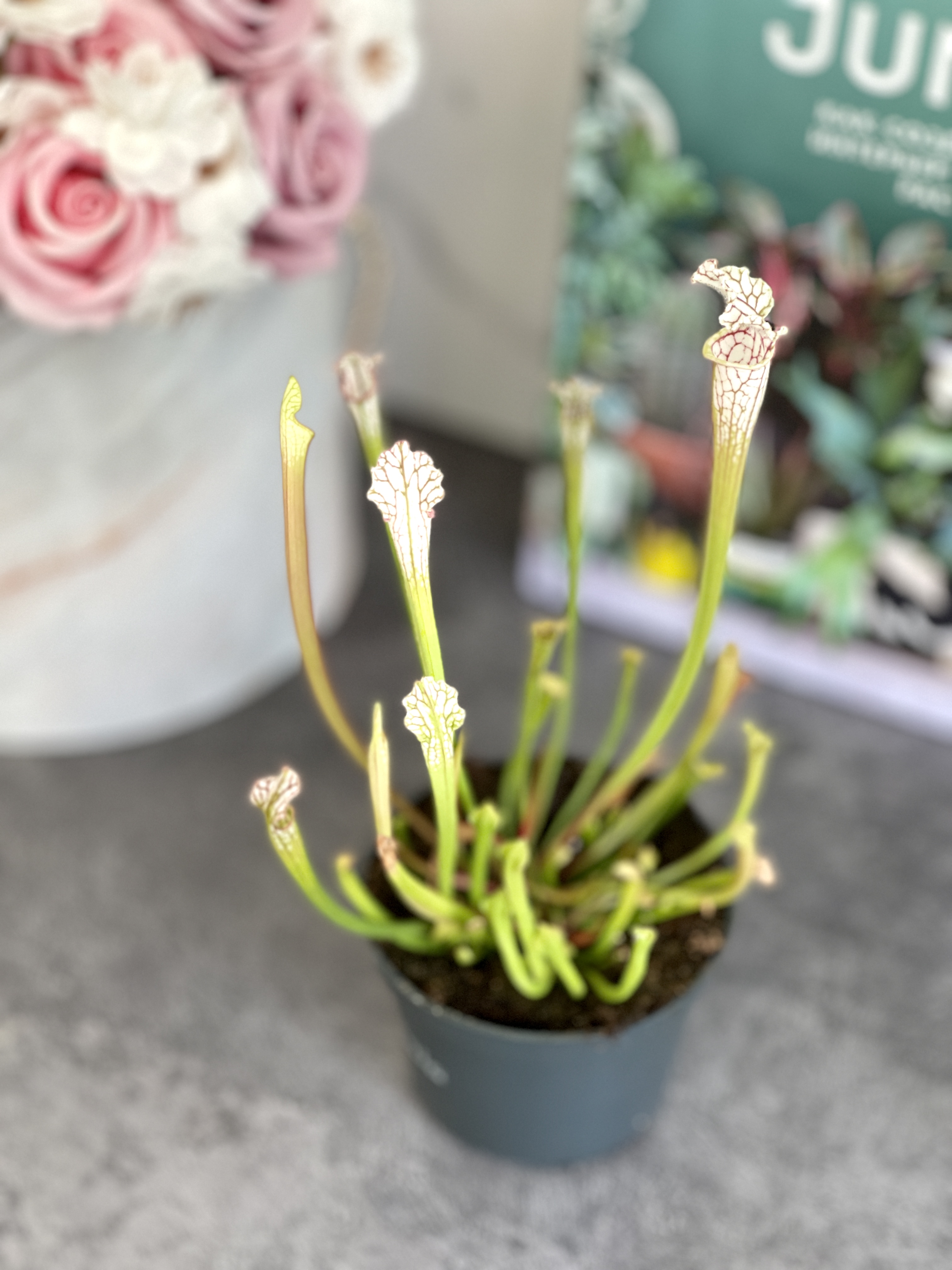 Саррацения Фарнхами Белая (Sarracenia White Farnhamii) D9см