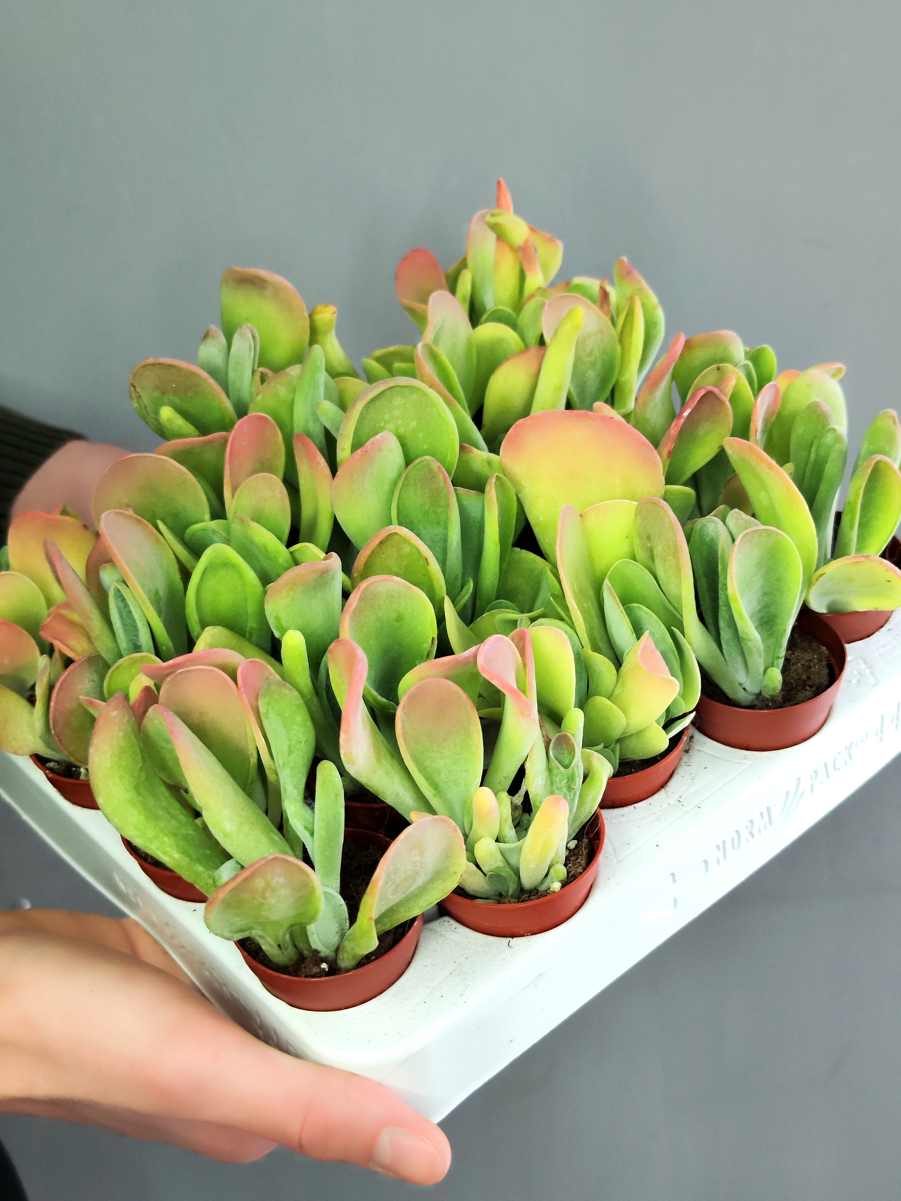 Каланхоэ Орикула Ред (Kalanchoe Oricula Red) D5см