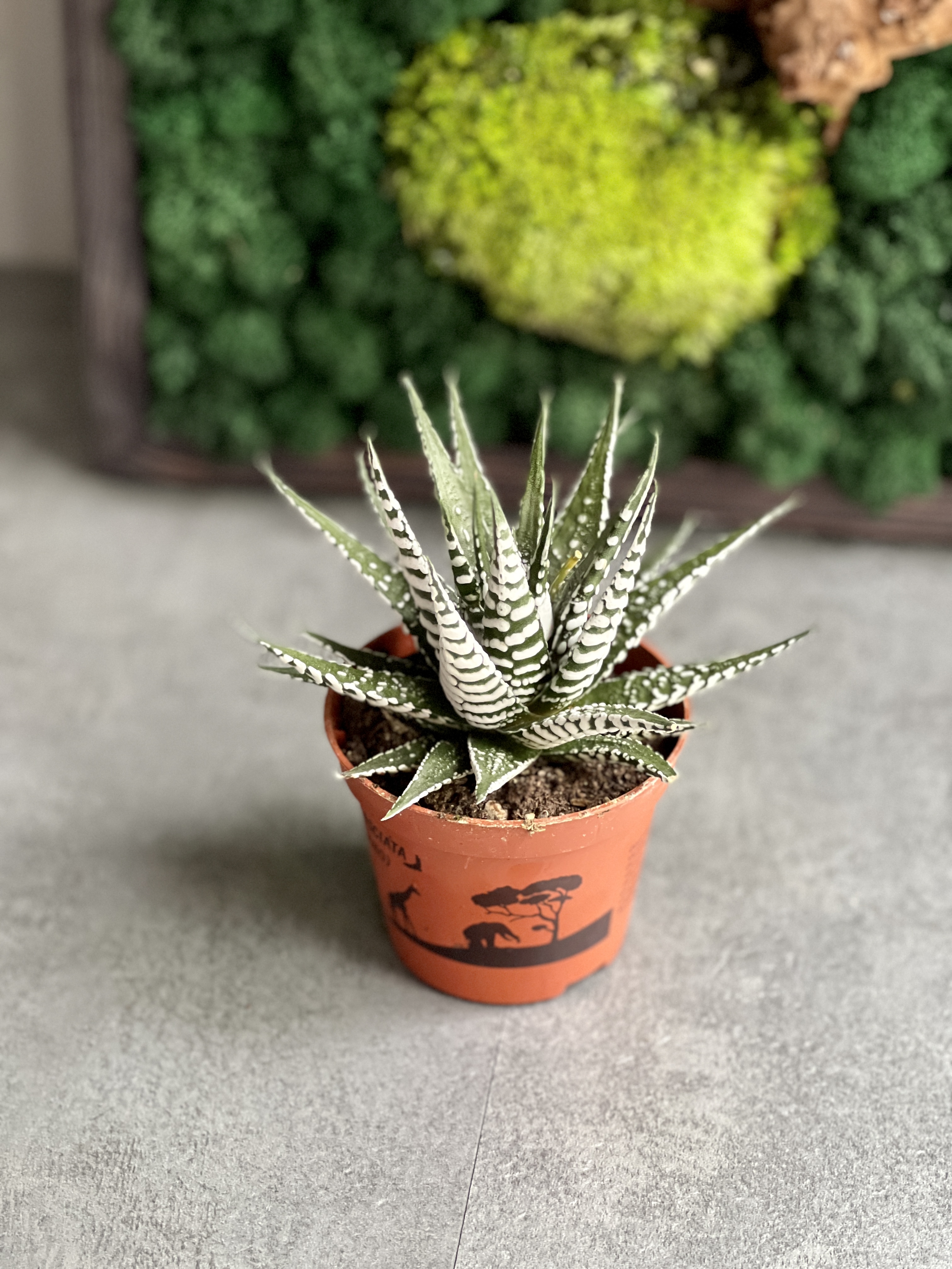 Хавортия Фасциата Альба (Haworthia Fasciata Alba) D8см