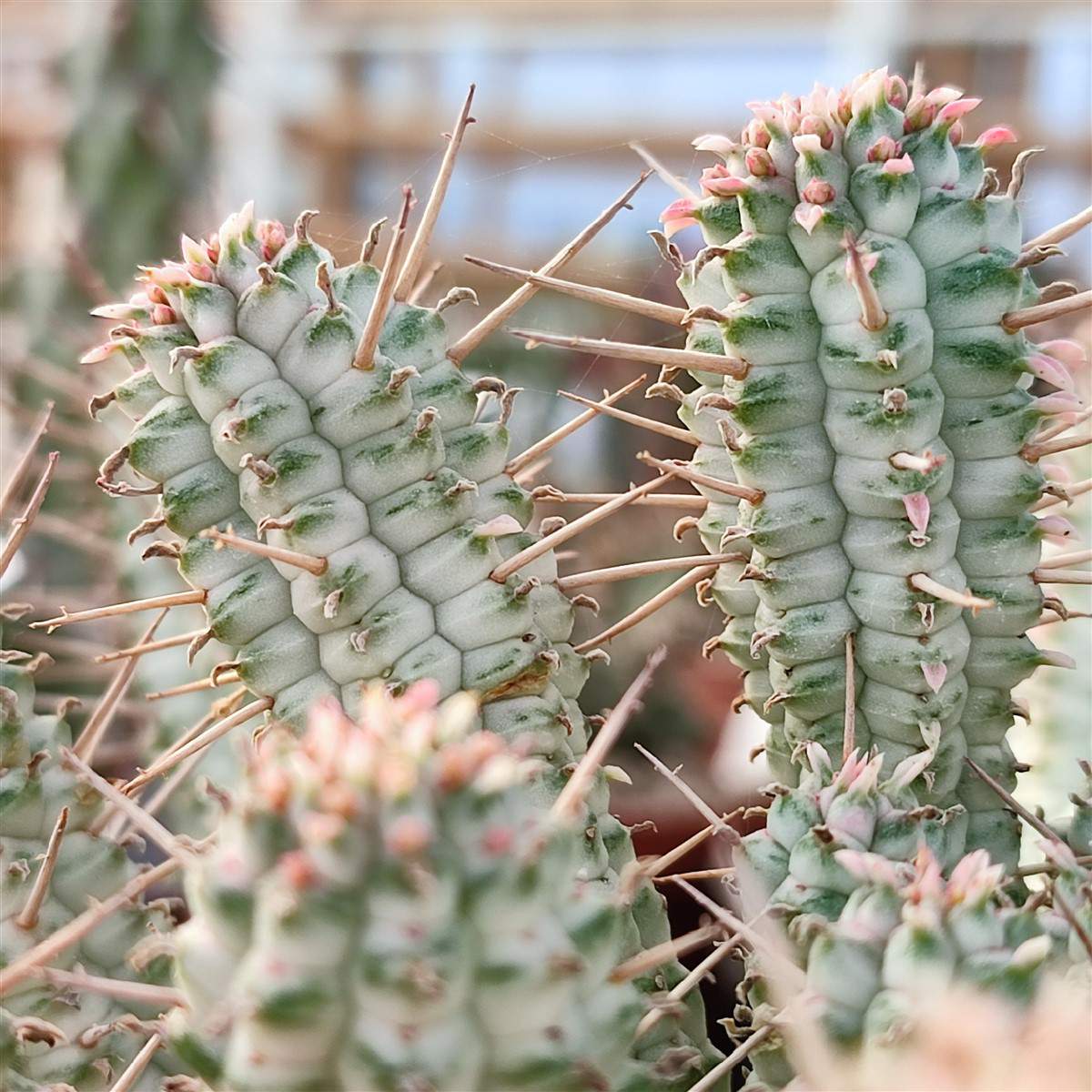 Молочай Сосочковидный Вариегатный (Euphorbia Mammillaris Variagata) D8см