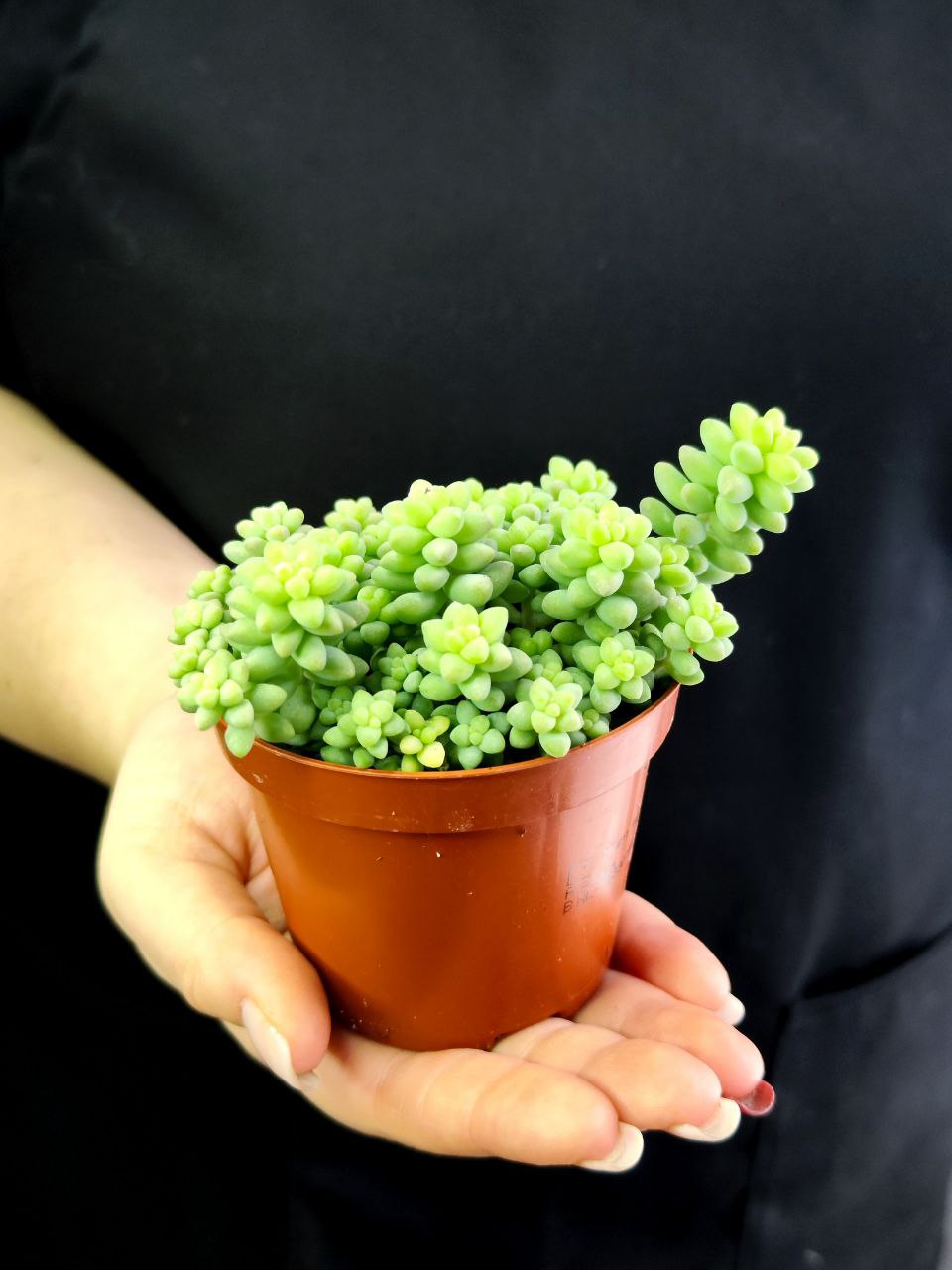 Седум Буррито (Sedum Burrito) D8см