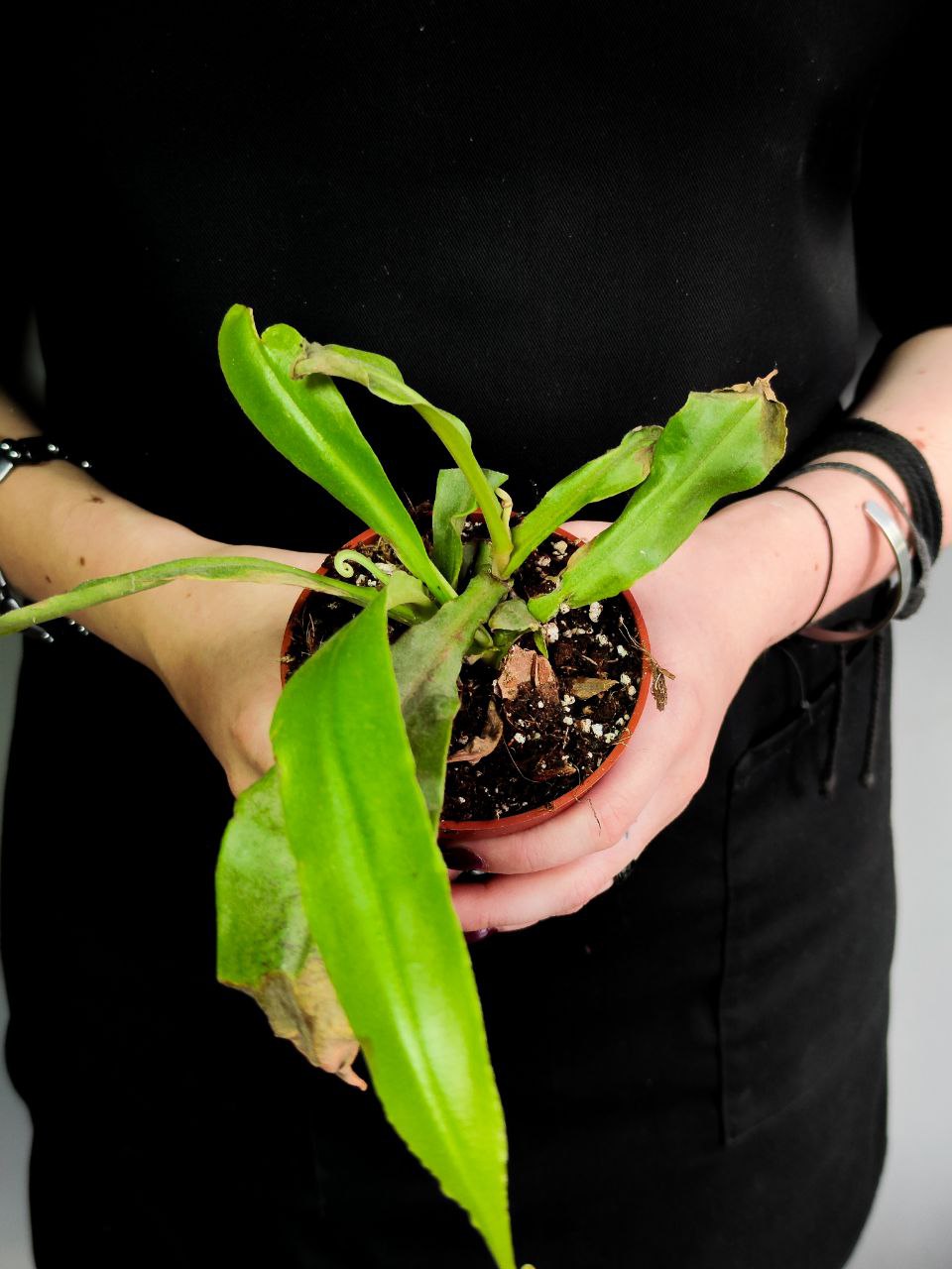 Непентес микс уцен. (Nepenthes Mix) D9см