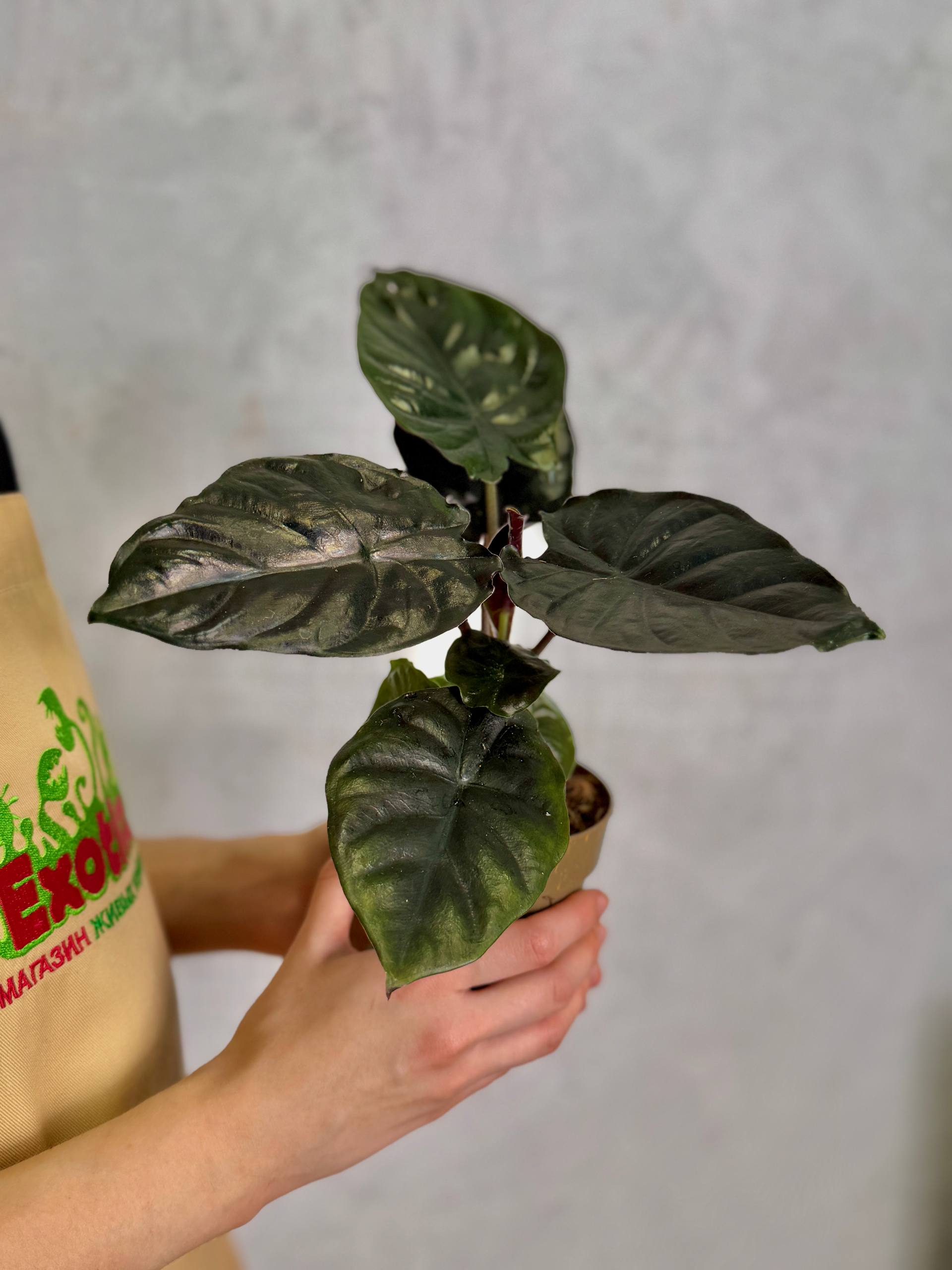 Алоказия Блэк Мэджик (Alocasia Black Magic) D11см