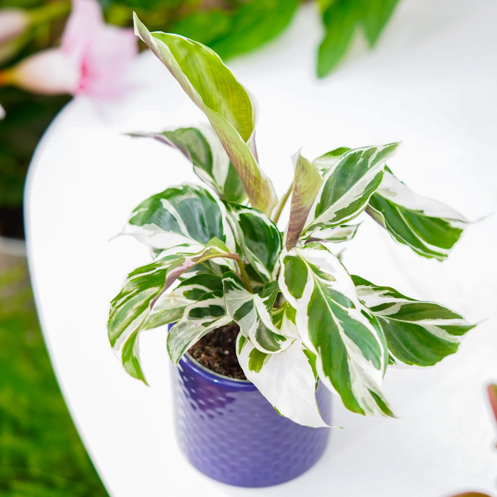 Калатея Вайт Фьюжин (Calathea White Fusion) D6см