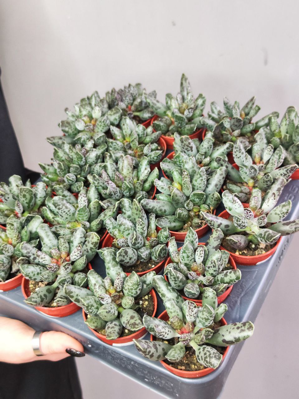 Адромискус Фестивус или Утонченный (Adromischus Festivus) D5см