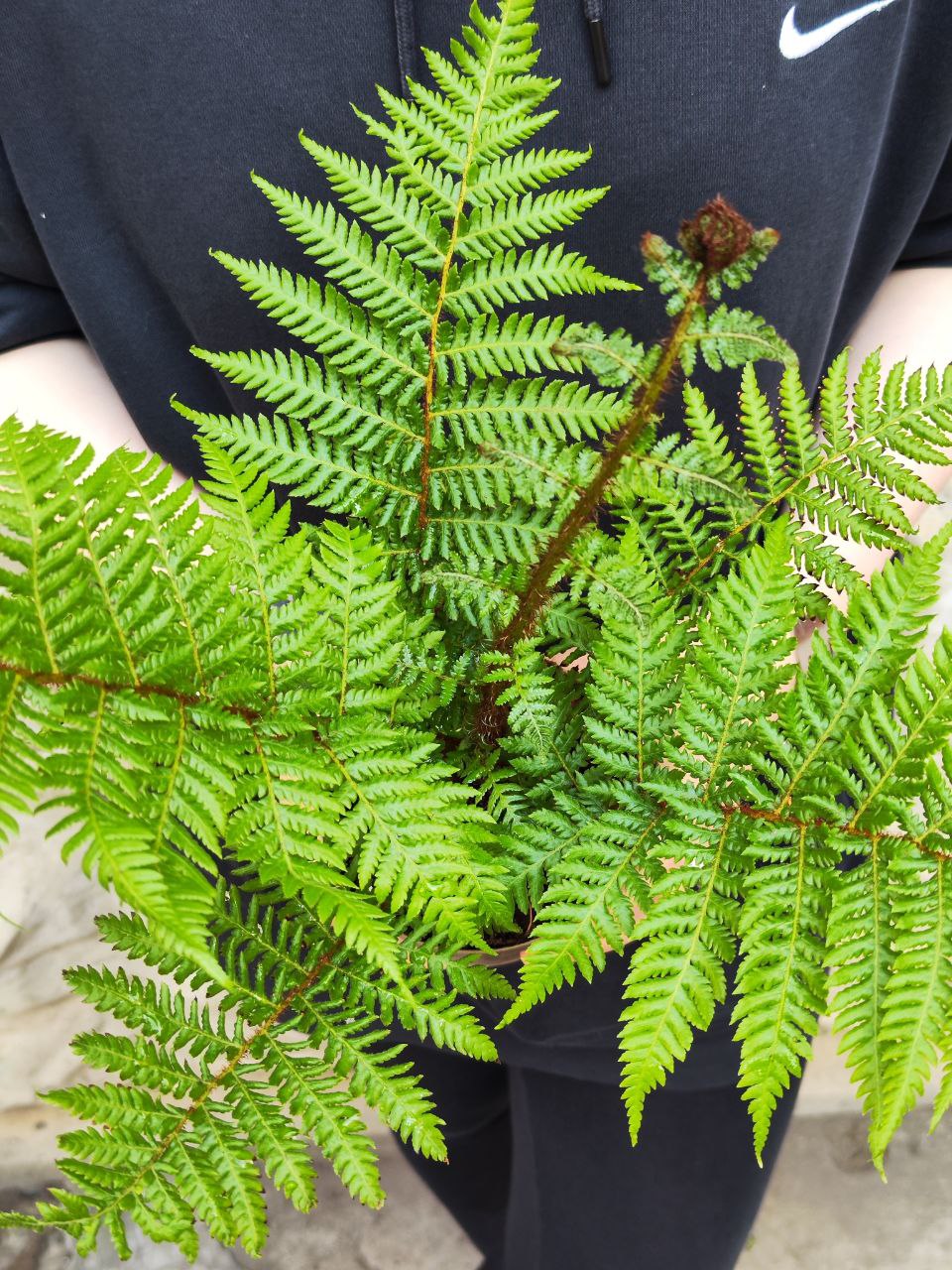Древовидный Папоротник, или Циатея Австралис (Cyathea Australis) D12см