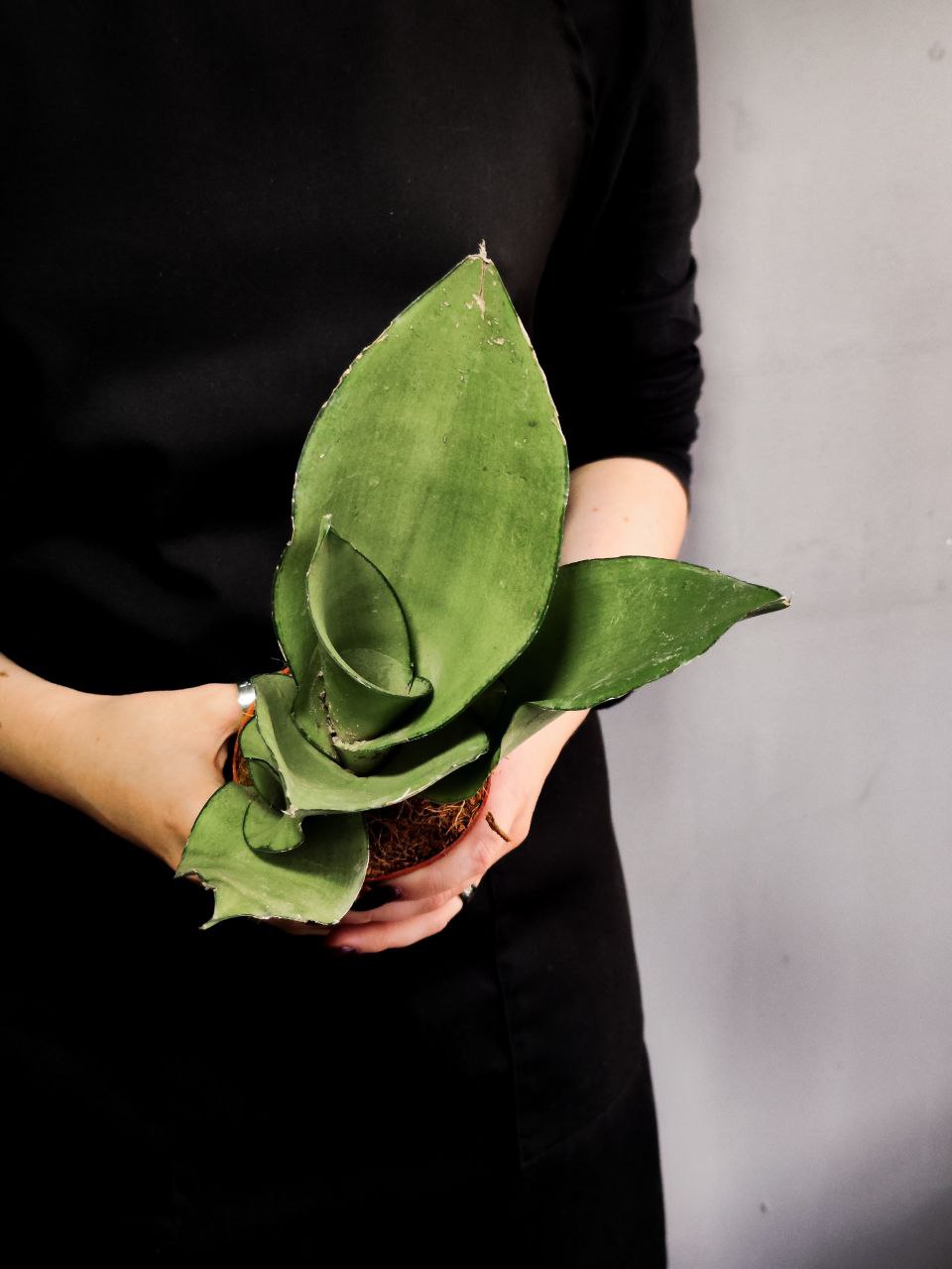 Сансевиерия Муншайн (Sansevieria Moonshine) D9см