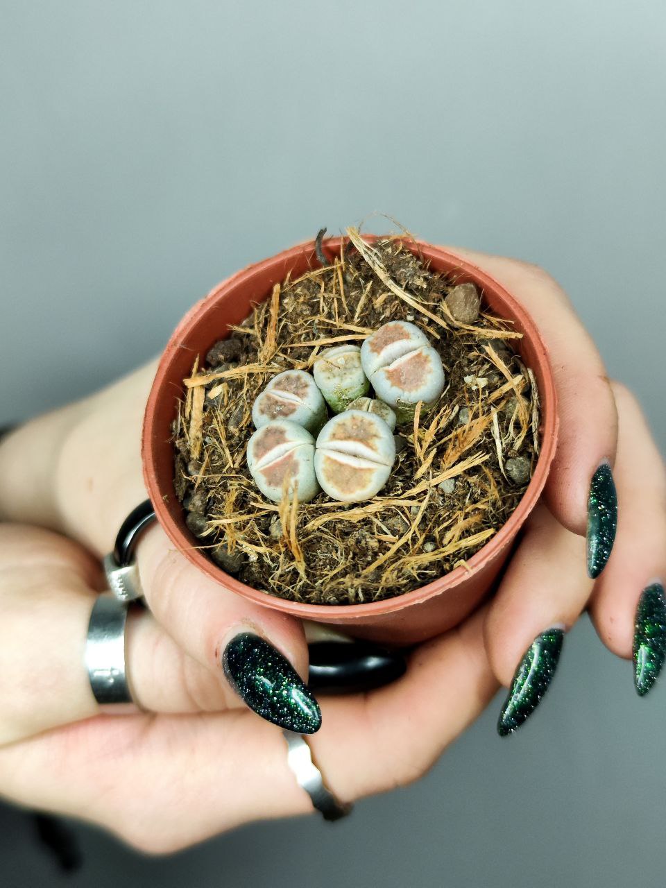 Литопсы Микс (Lithops Mix) D5см
