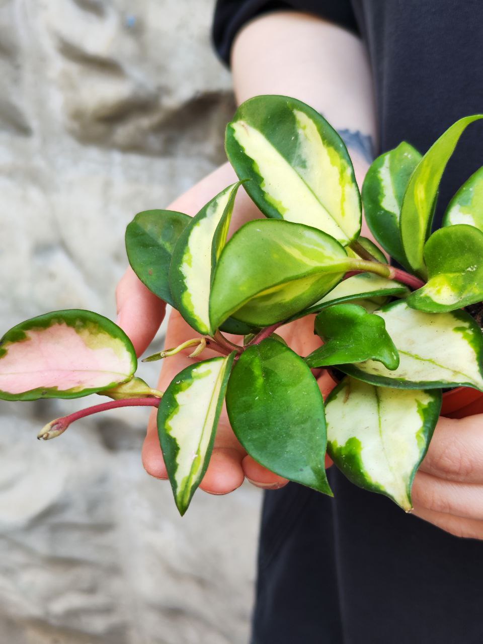 Хойя Карноза Триколор (Hoya Carnosa Tricolor) D6см