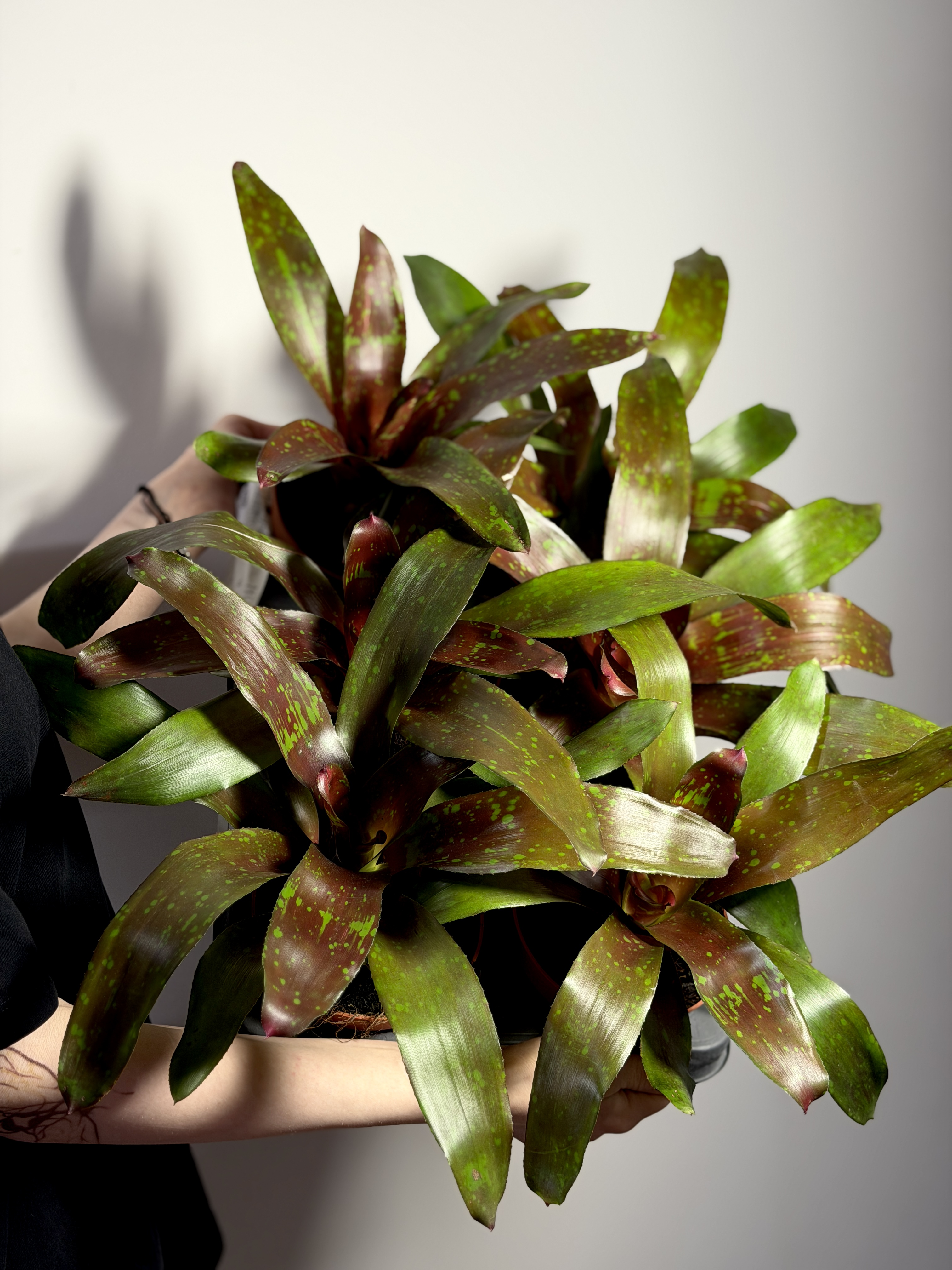 Неорегелия Галакси (Neoregelia Galaxy) D12см
