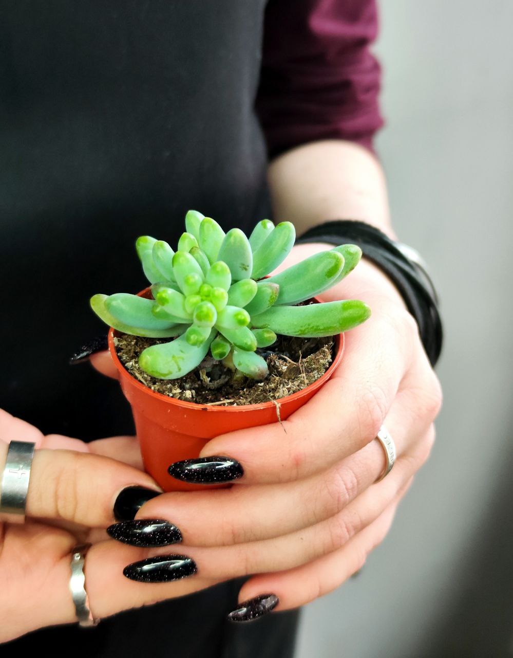Седум Толстолистный, или Пахифиллюм (Sedum Pachyphyllum) D5см