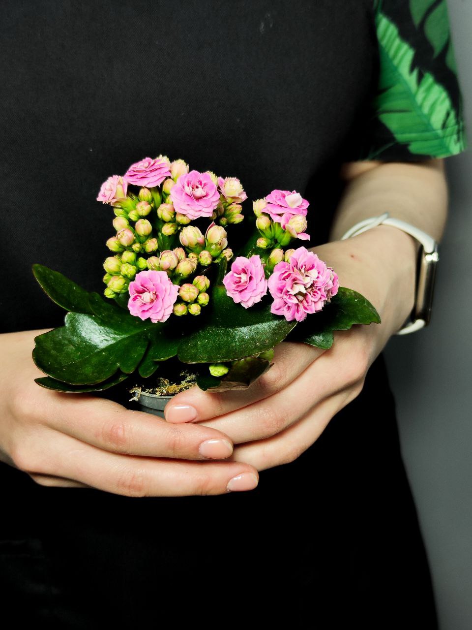Каланхоэ Розалина Пурпурная Мэджик (Kalanchoe Rosalina Purple Magic) D6см