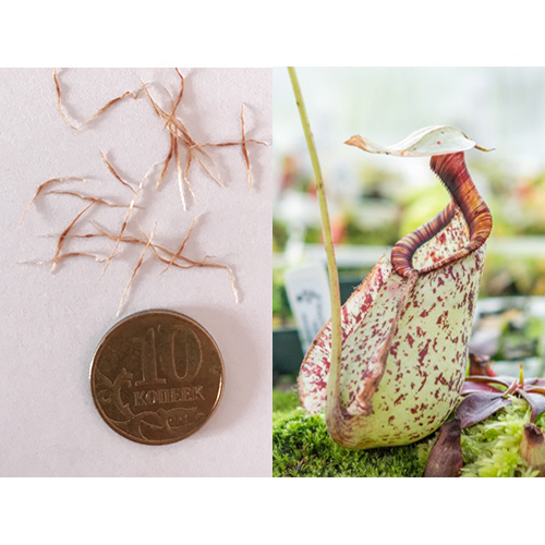 Семена Непентеса Раффлезиана (Nepenthes rafflesiana) 10 шт