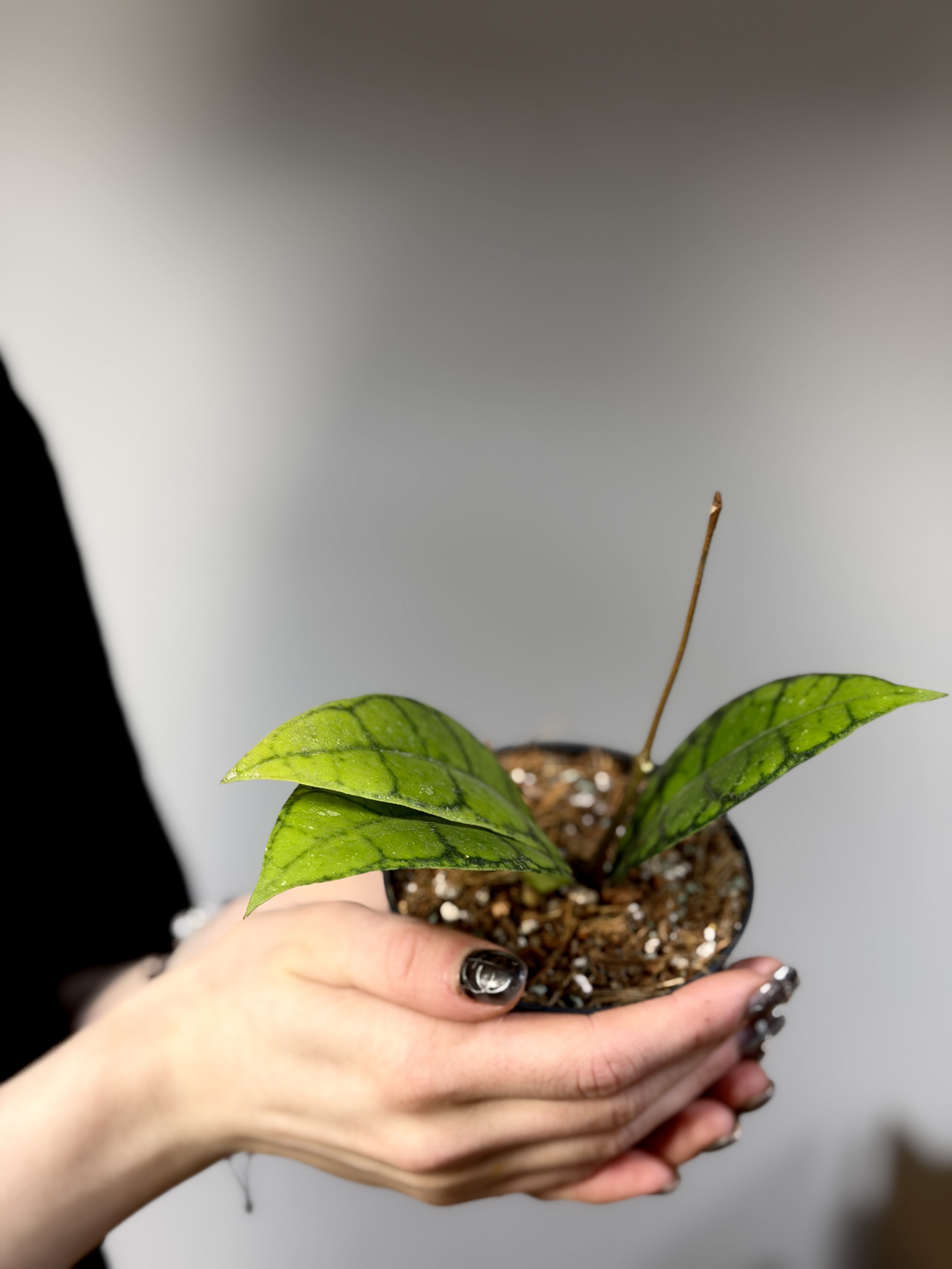 Хойя Блэк Кэт (Hoya Callistophylla Black Cat) D10см