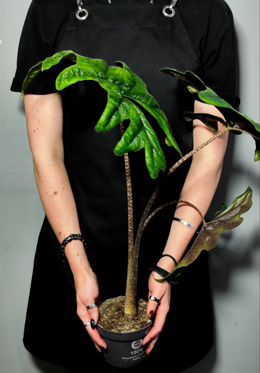 Алоказия Жаклин (Alocasia Jacklynn) D12см