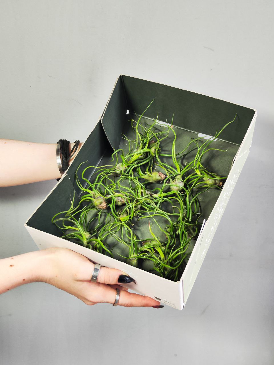 Тилландсия Бульбовидная (Tillandsia Bulbosa)