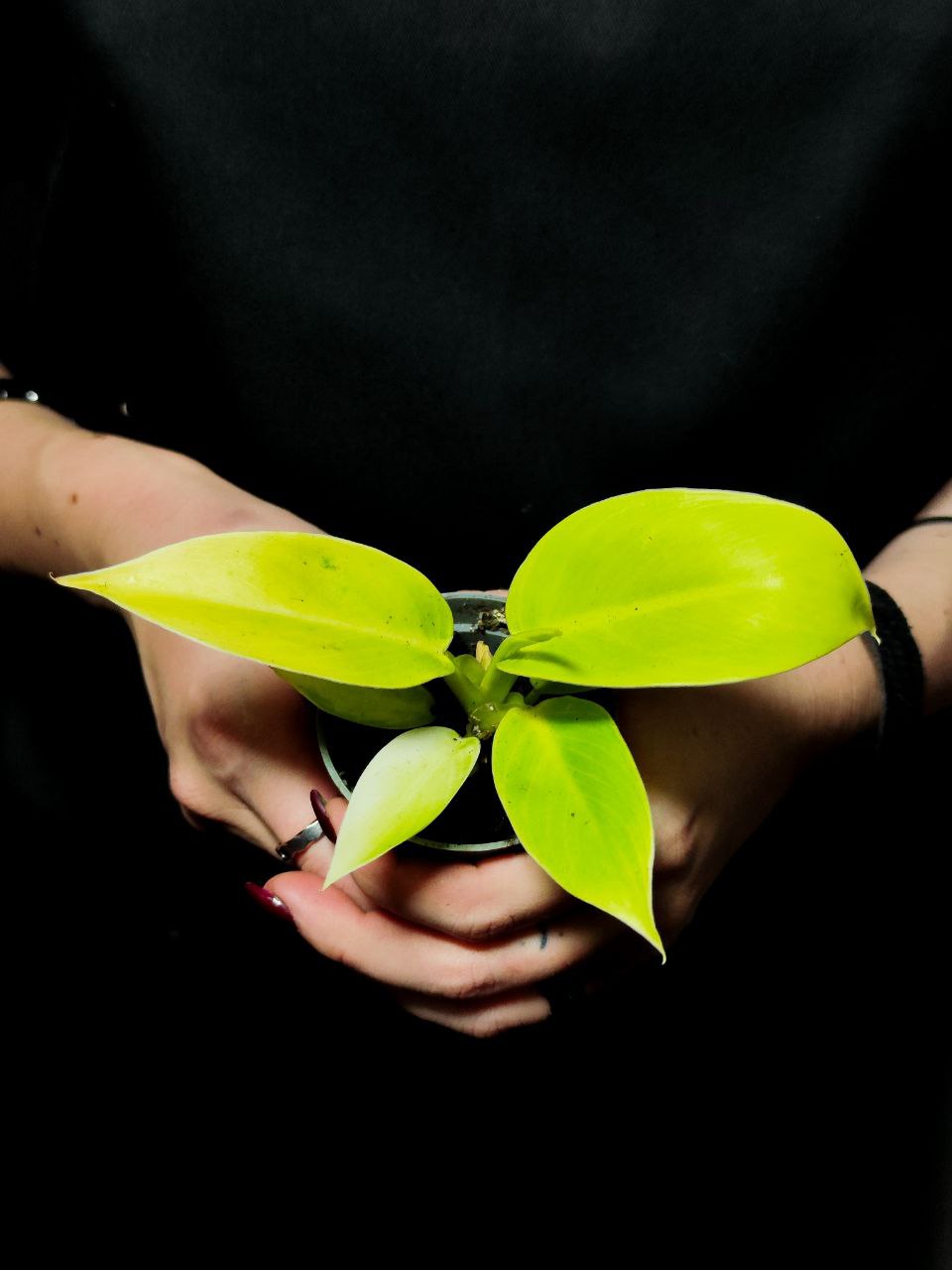 Филодендрон Муншайн (Philodendron Moonshine) D6см