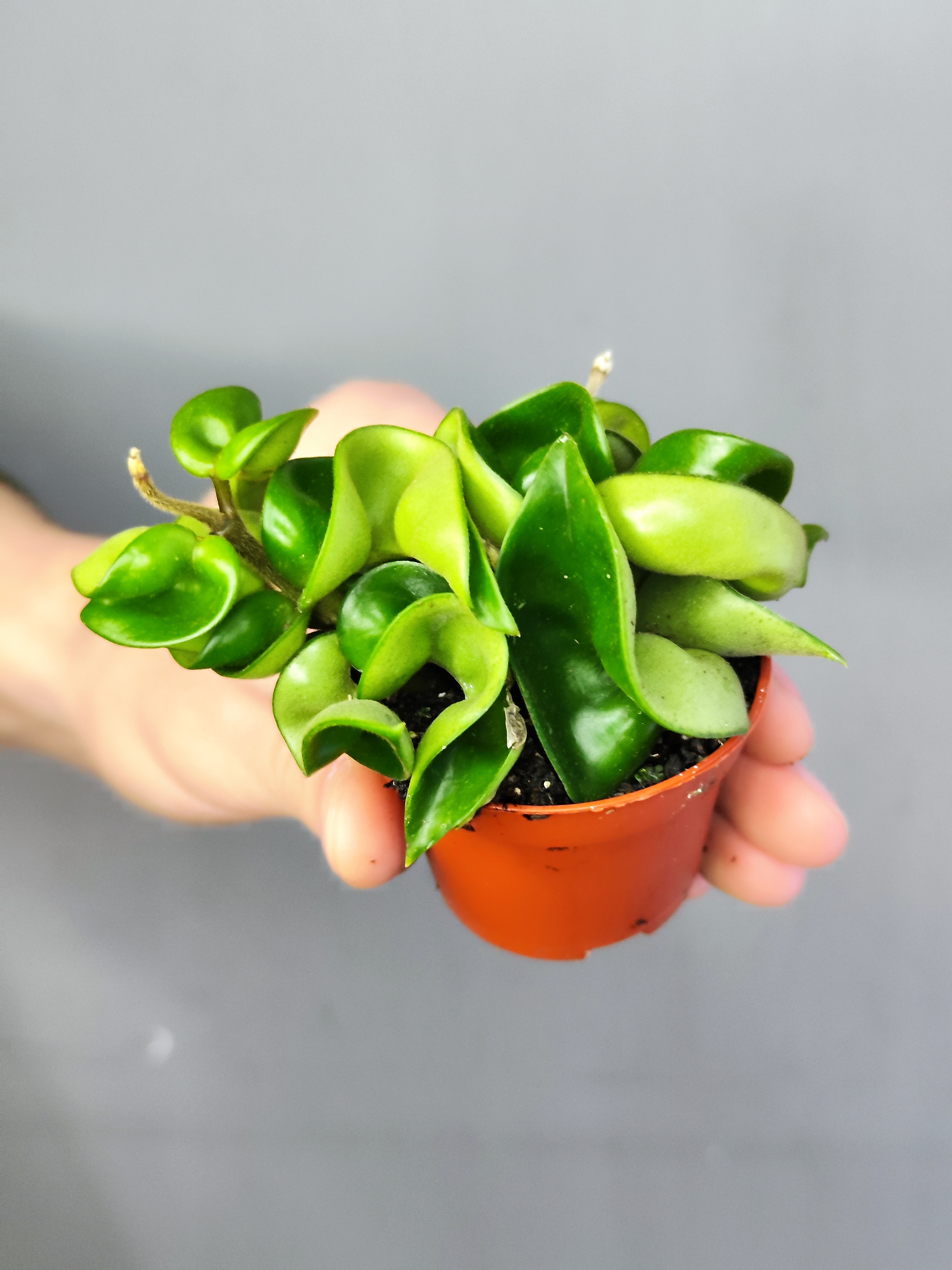 Хойя Карноза Компакта Грин (Hoya Carnosa Compacta Green) D6см