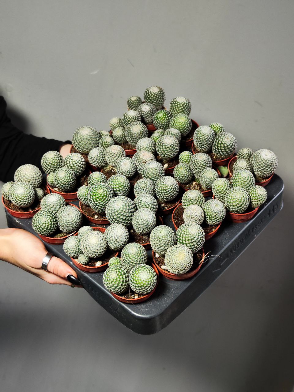 Маммиллярия Превосходная Груп (Mammillaria Perbella Group) D5см