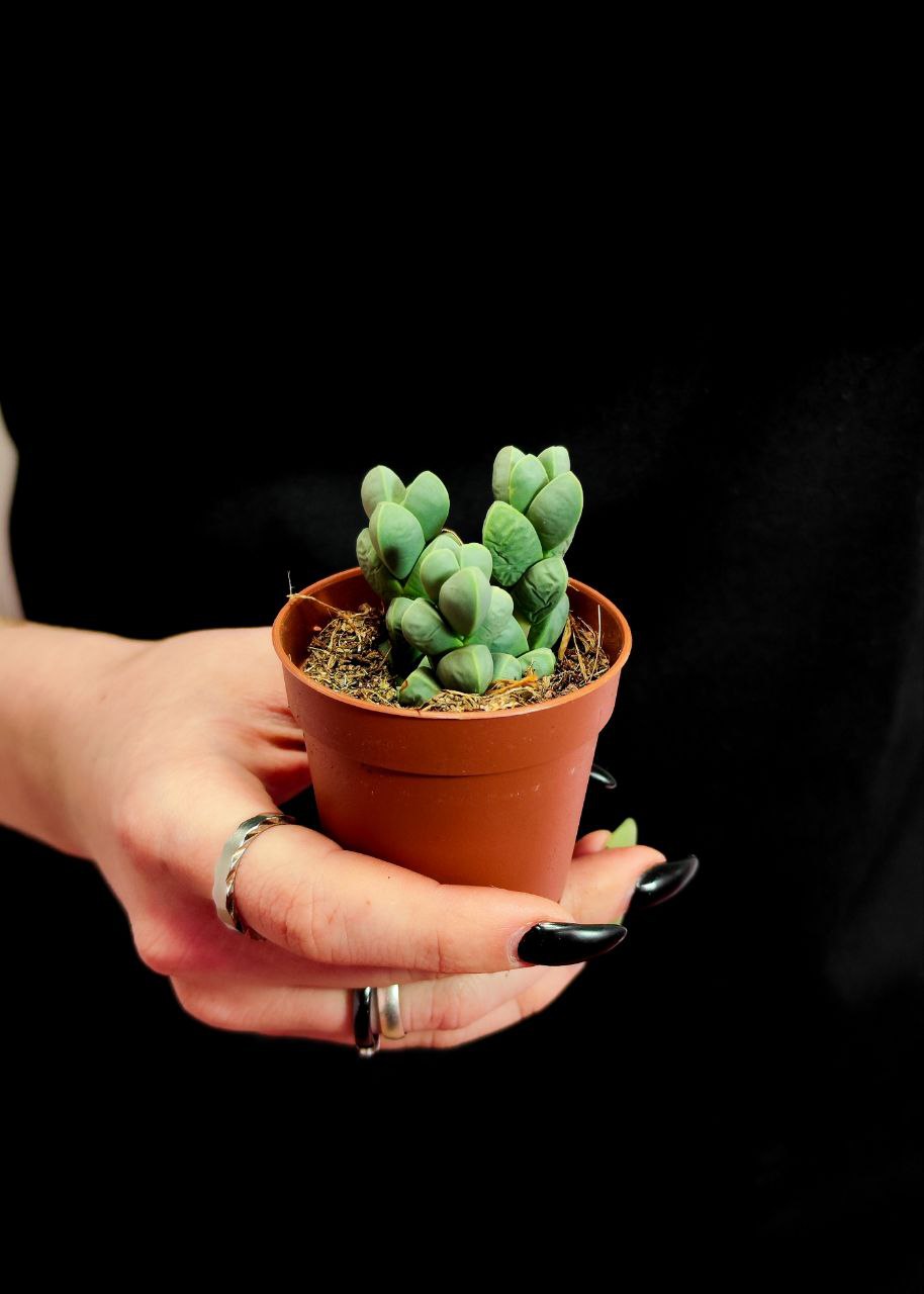 Делосперма Лемана (Delosperma Lehmannii) D5см