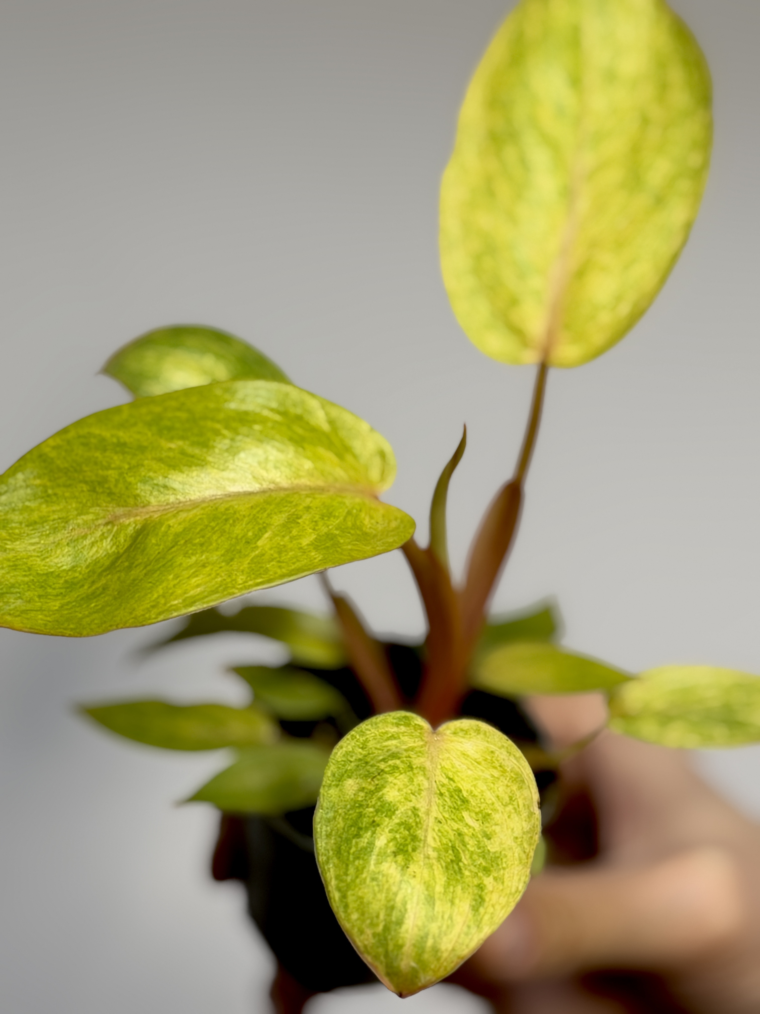 Филодендрон Расписная Леди (Philodendron Painted Lady) D6см