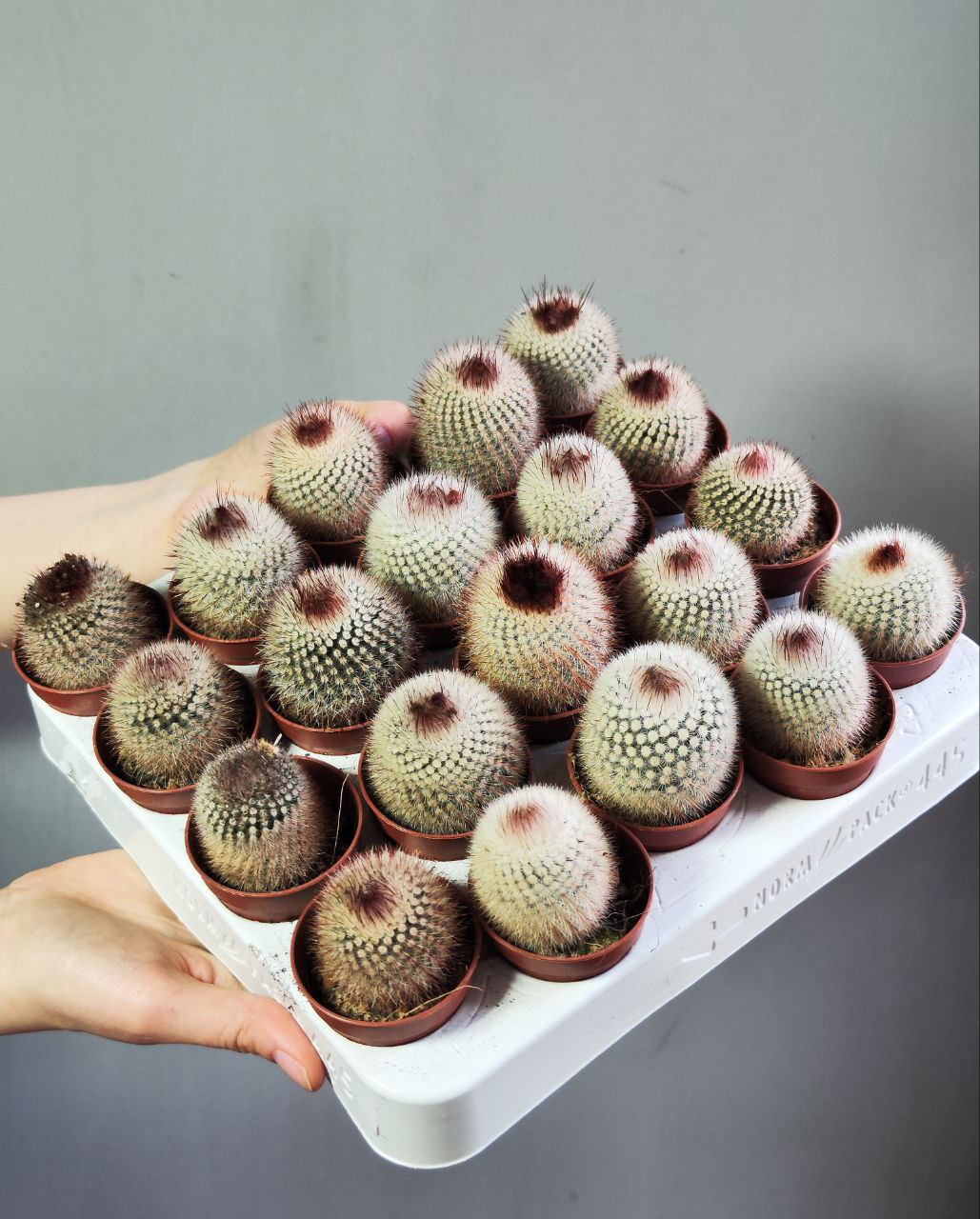 Нотокактус Метельчатый (Notocactus Scopa) D5см