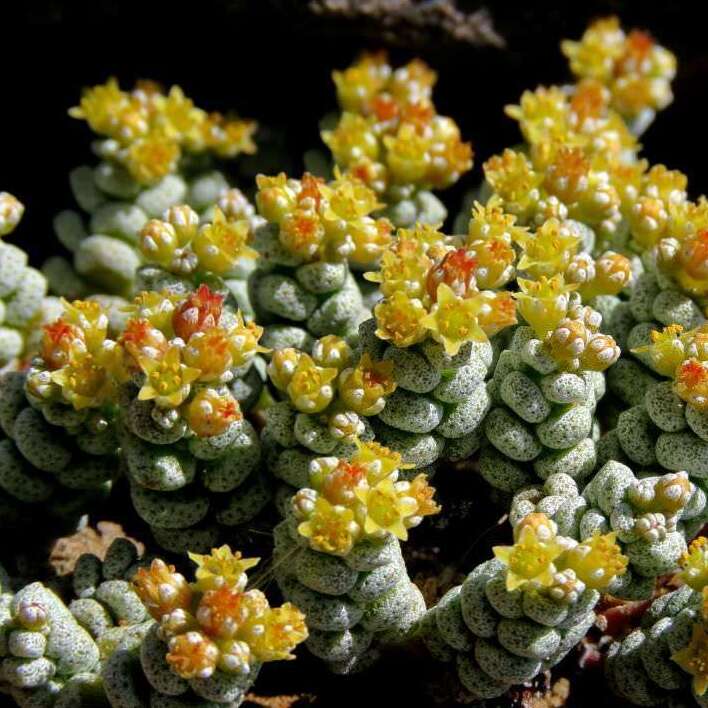 Крассула Кароллина Коралловая (Crassula Corallina Cradok) D8,5см
