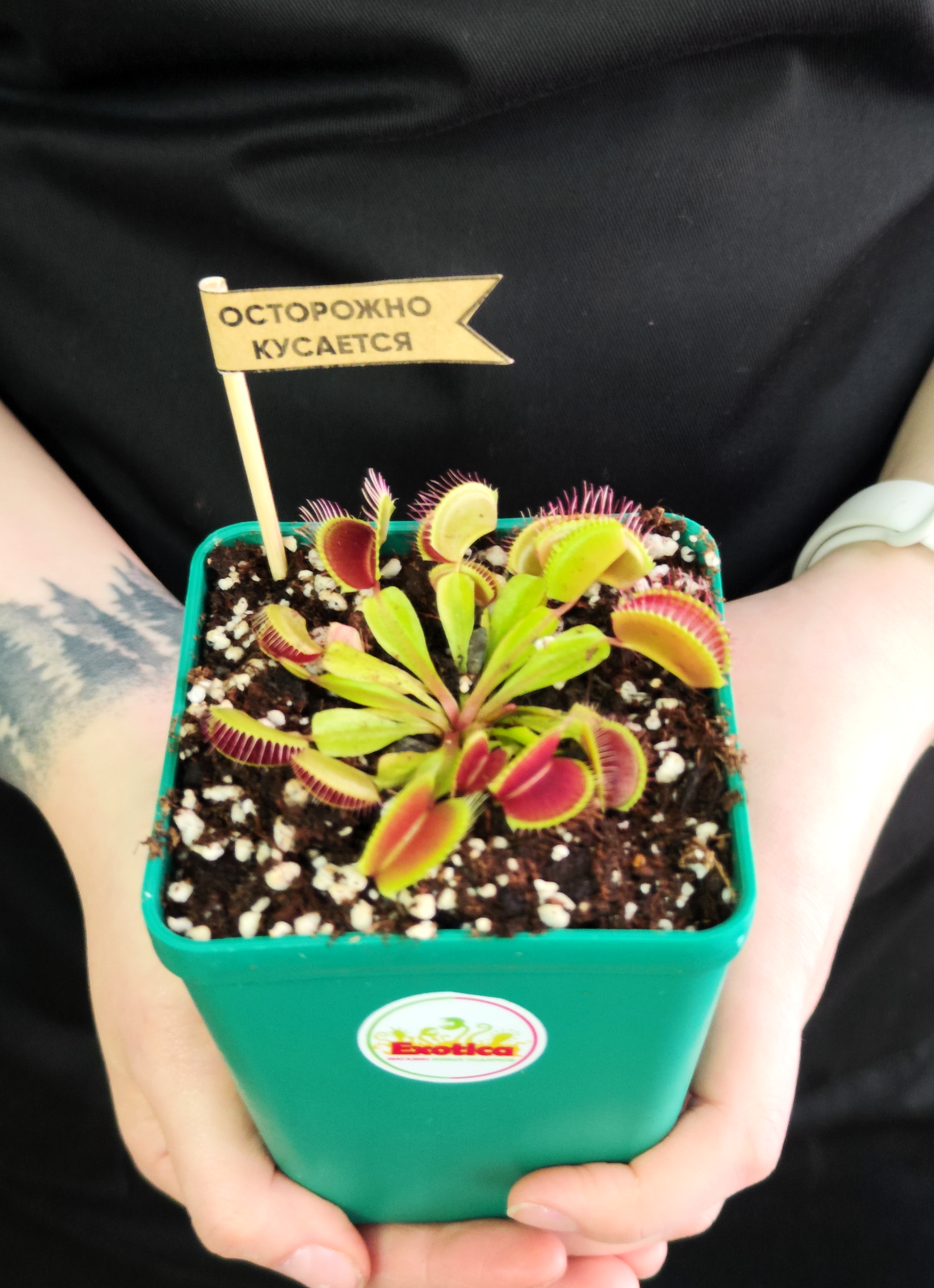 Венерина Мухоловка (Dionaea Muscipula) Пересаженная D10см