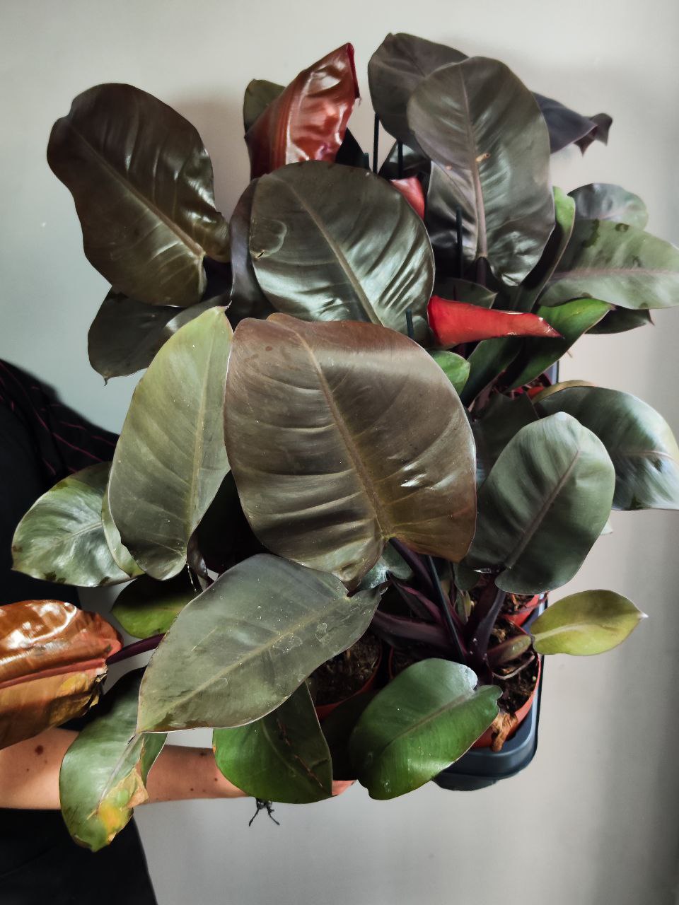 Филодендрон Империал Ред (Philodendron Imperial Red) D12см