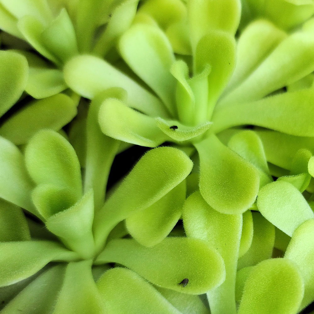 Жирянка Агната (Pinguicula Аgnata) D9см